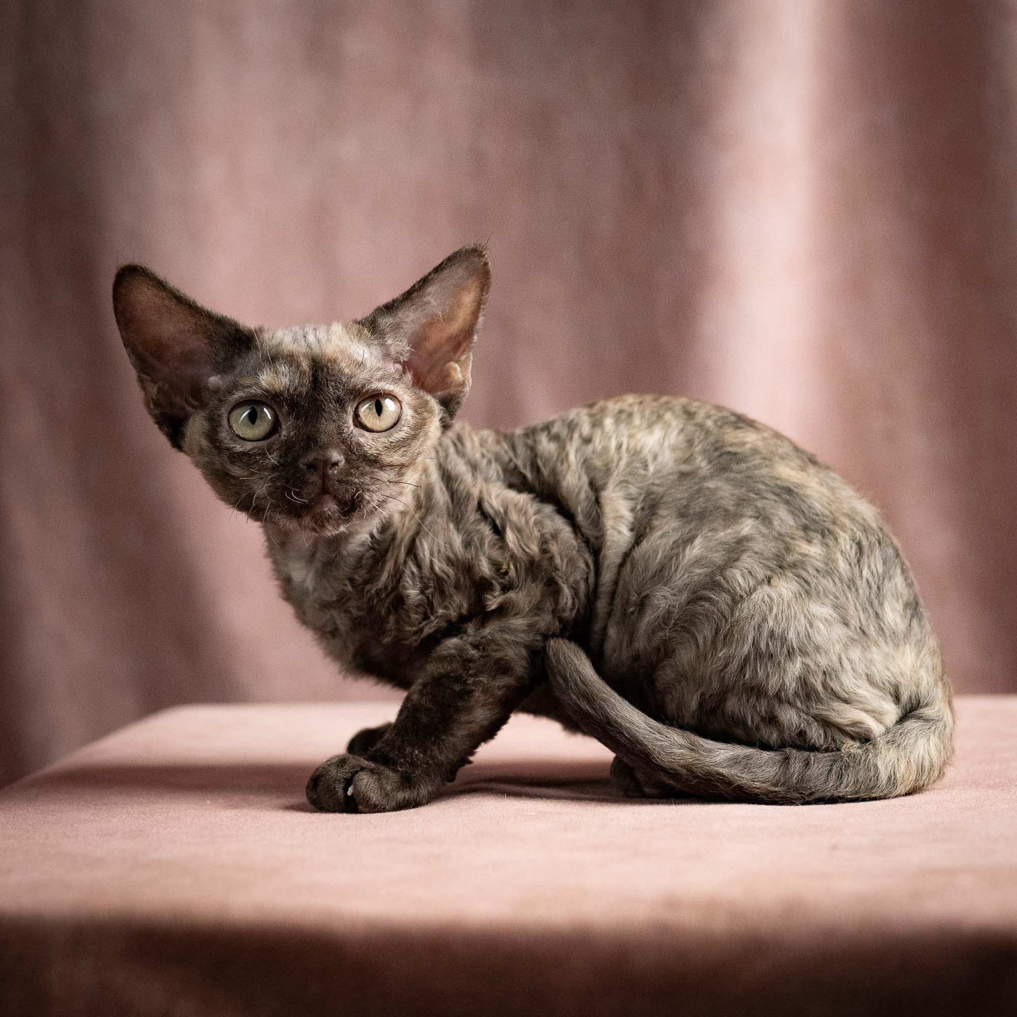 Olivia, girl, born 02.08.26. Devon Rex Pixie Cattery