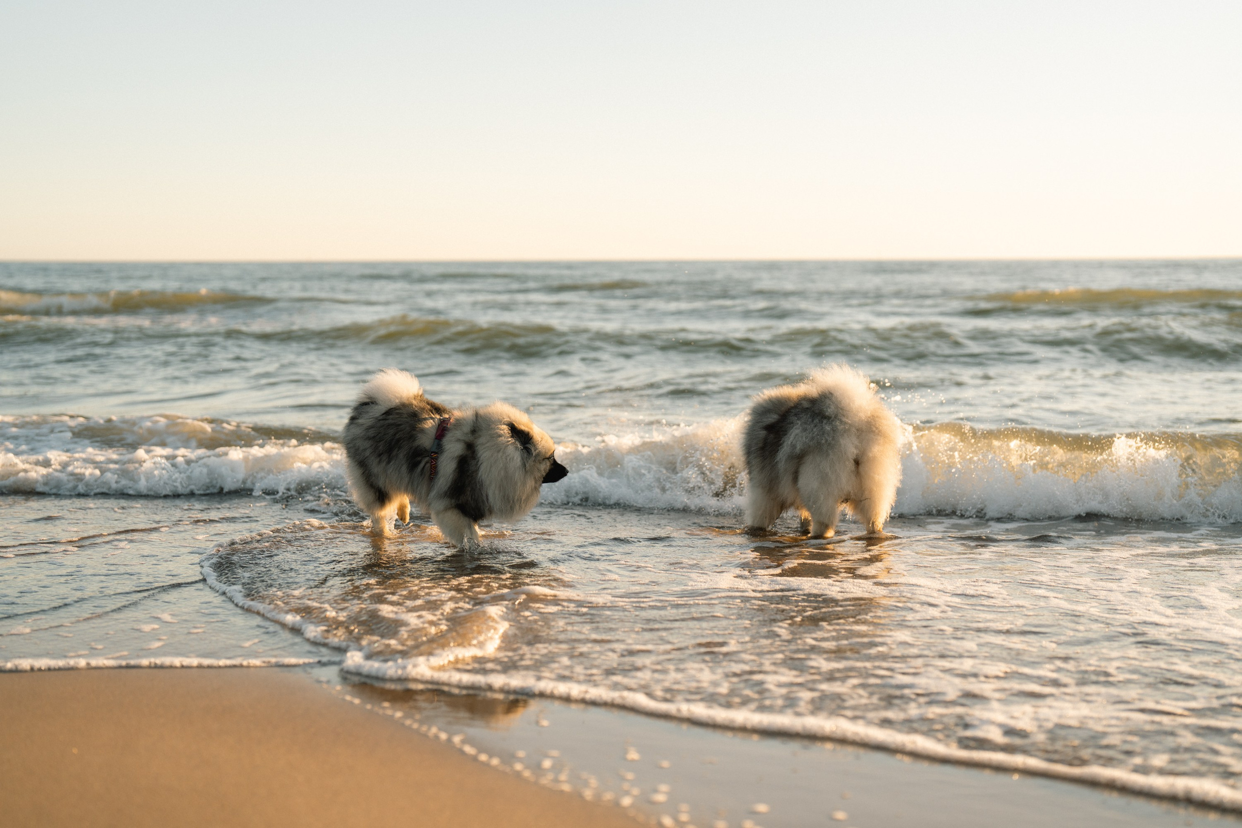 Rūta, Mindaugas, Yuma ir Meila. Vita Klimaševska ○ Fluffy Soulmate Photography