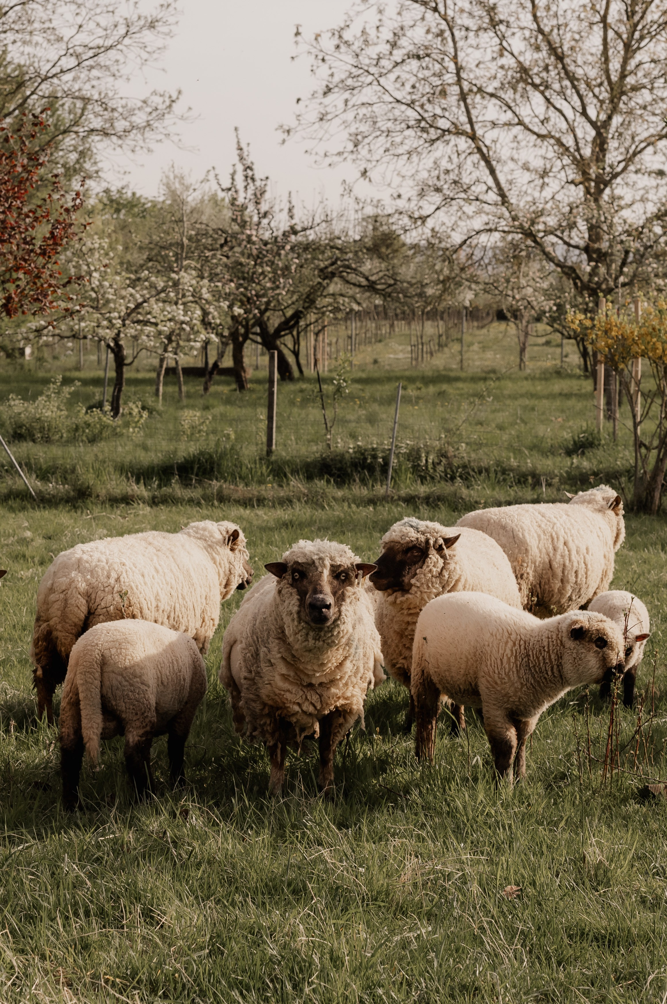 MUTTERTAG. Fotografin Ansbach - Paare | Hochzeit | After Wedding