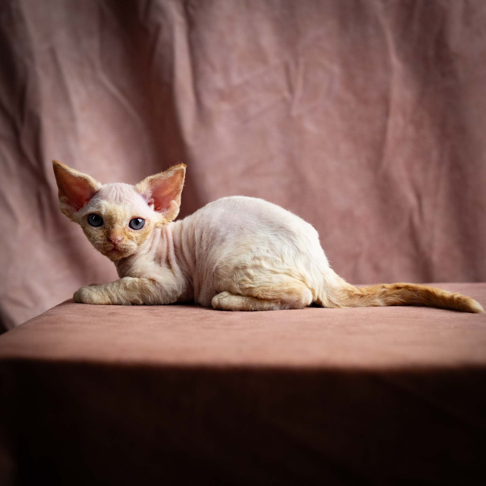 Rafael, boy, born 05.08.26. Devon Rex Pixie Cattery