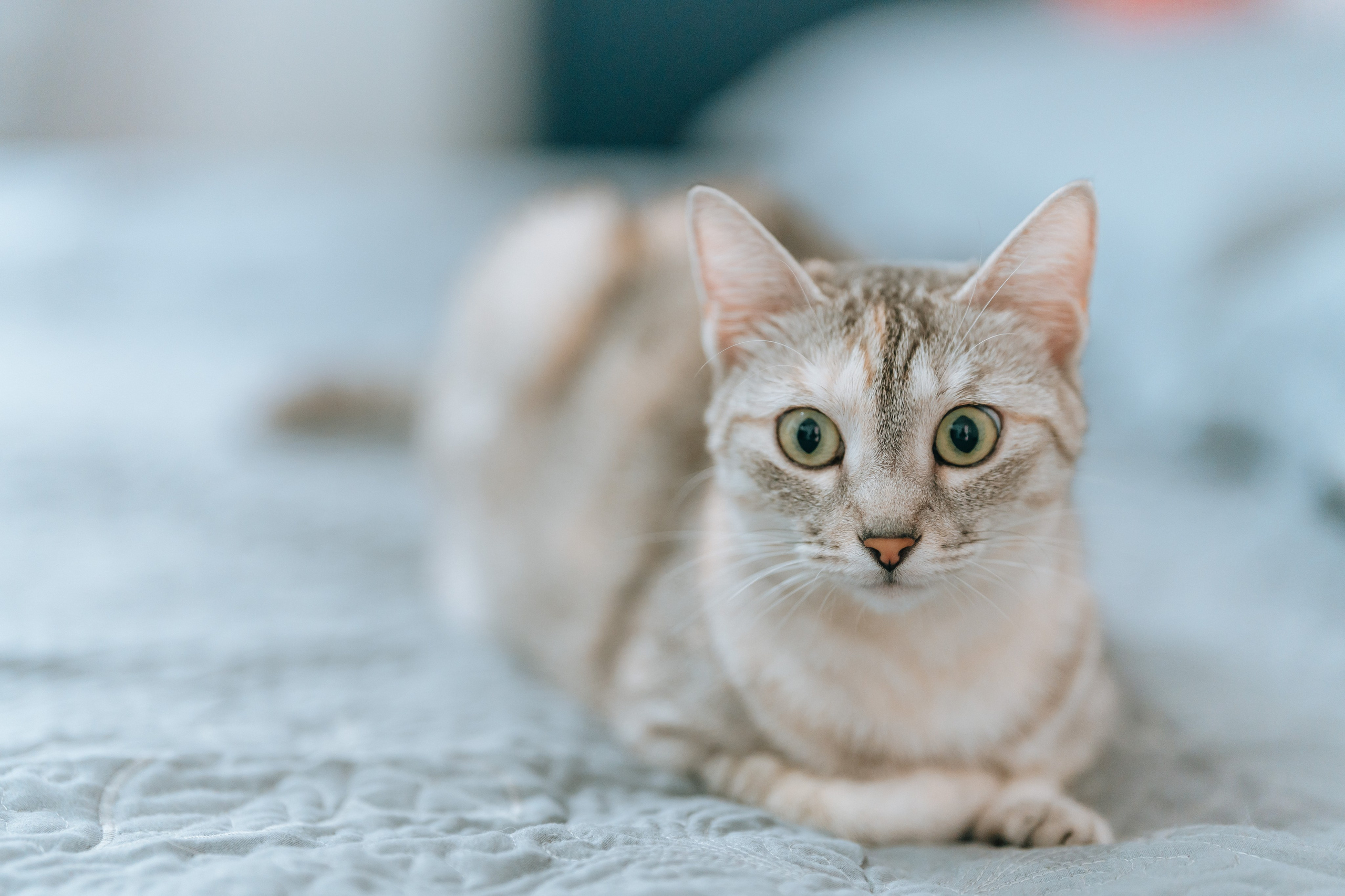 Marius & Alexandra. CC Photography \ Fotograf Profesionist \ Evenimente