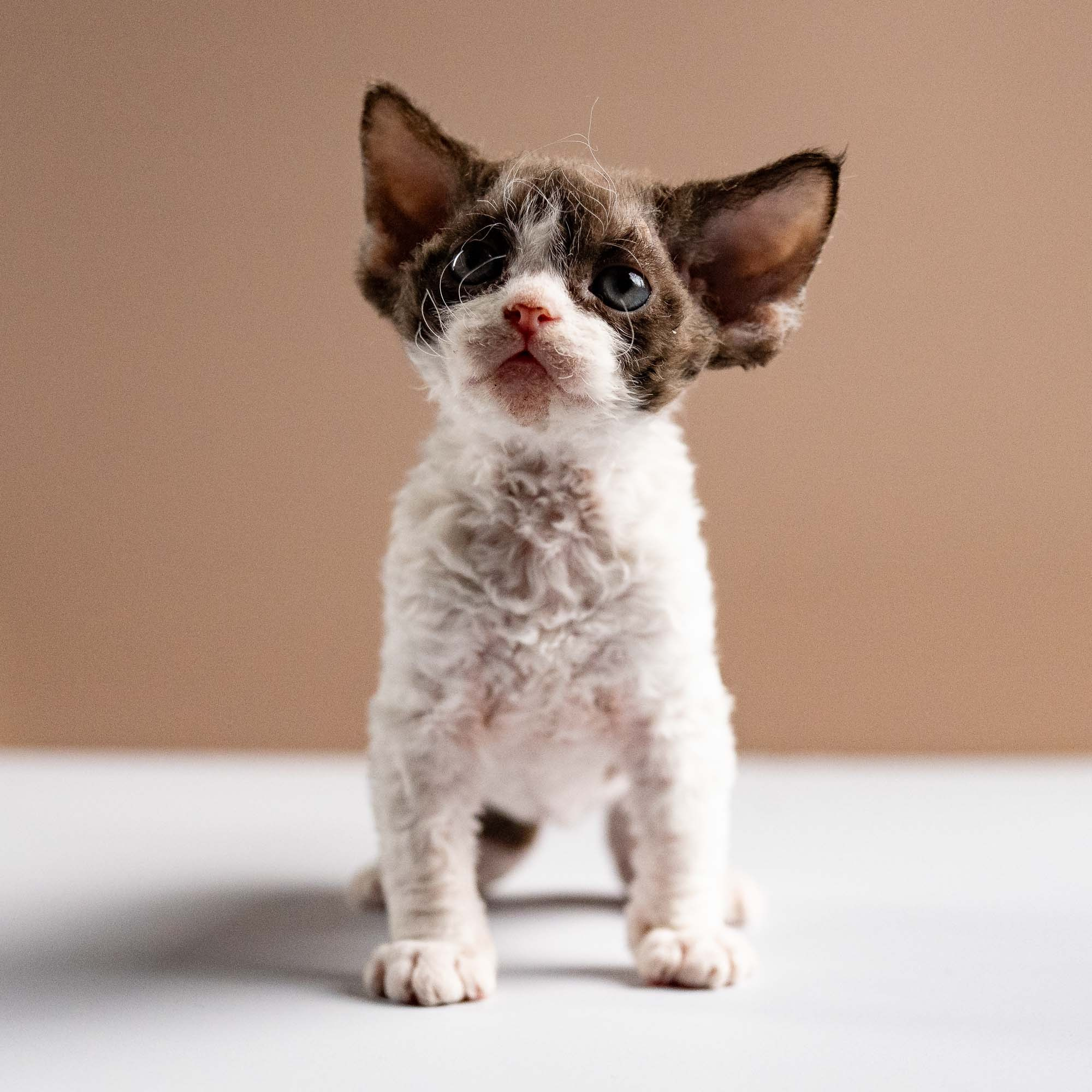 Pascal, boy, born 02.11.26. Devon Rex Pixie Cattery