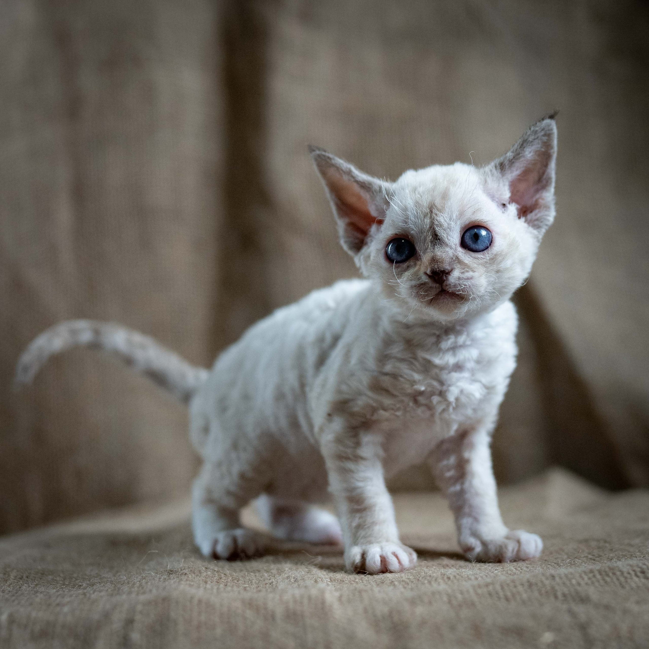 Lily, girl, born 12.20.2025. Devon Rex Pixie Cattery