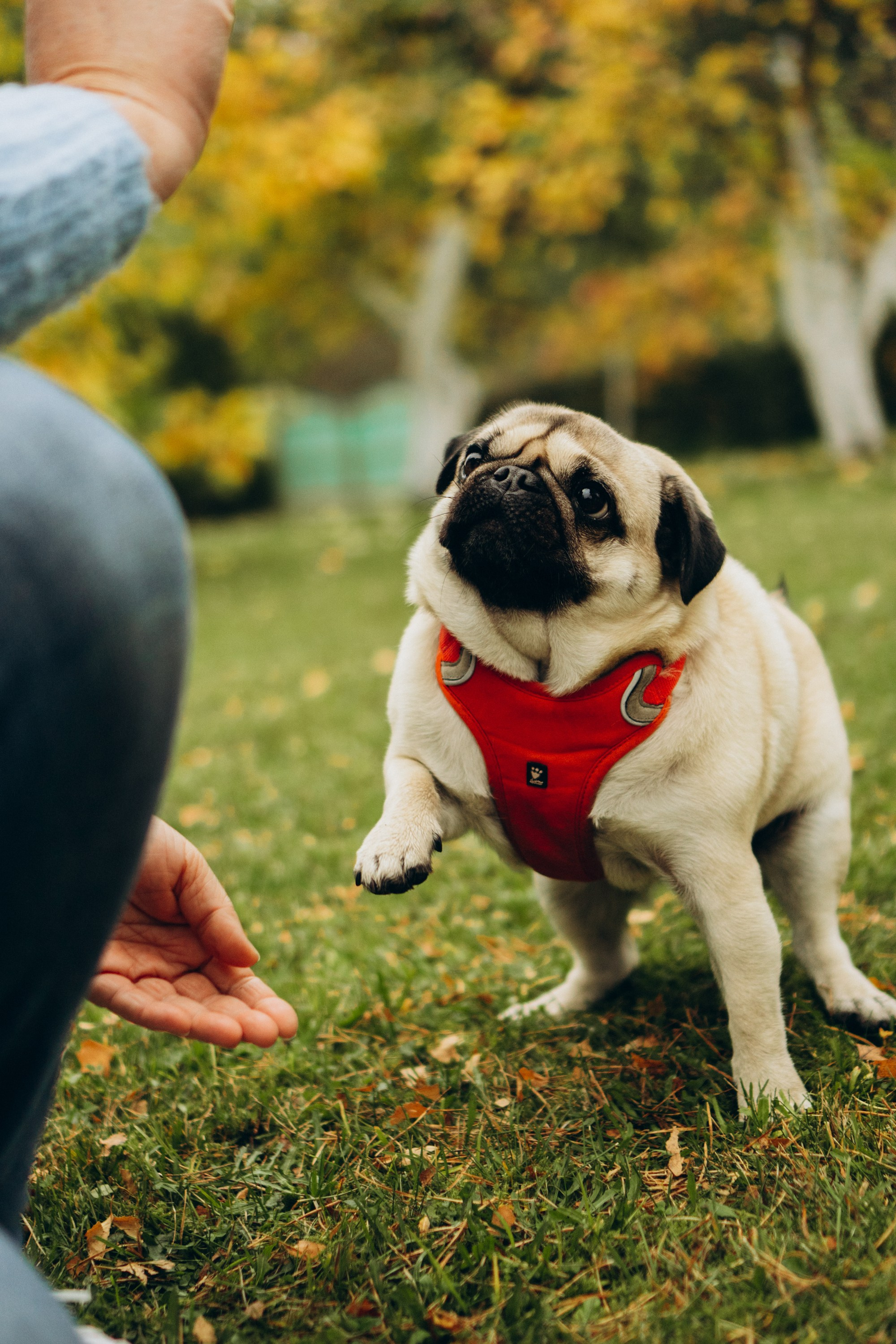 Jelena and her Sandy, Pug and Katja and her Safiir, Cardigan Welsh Corgi. Kat Laisaar — Pet photographer in Tallinn