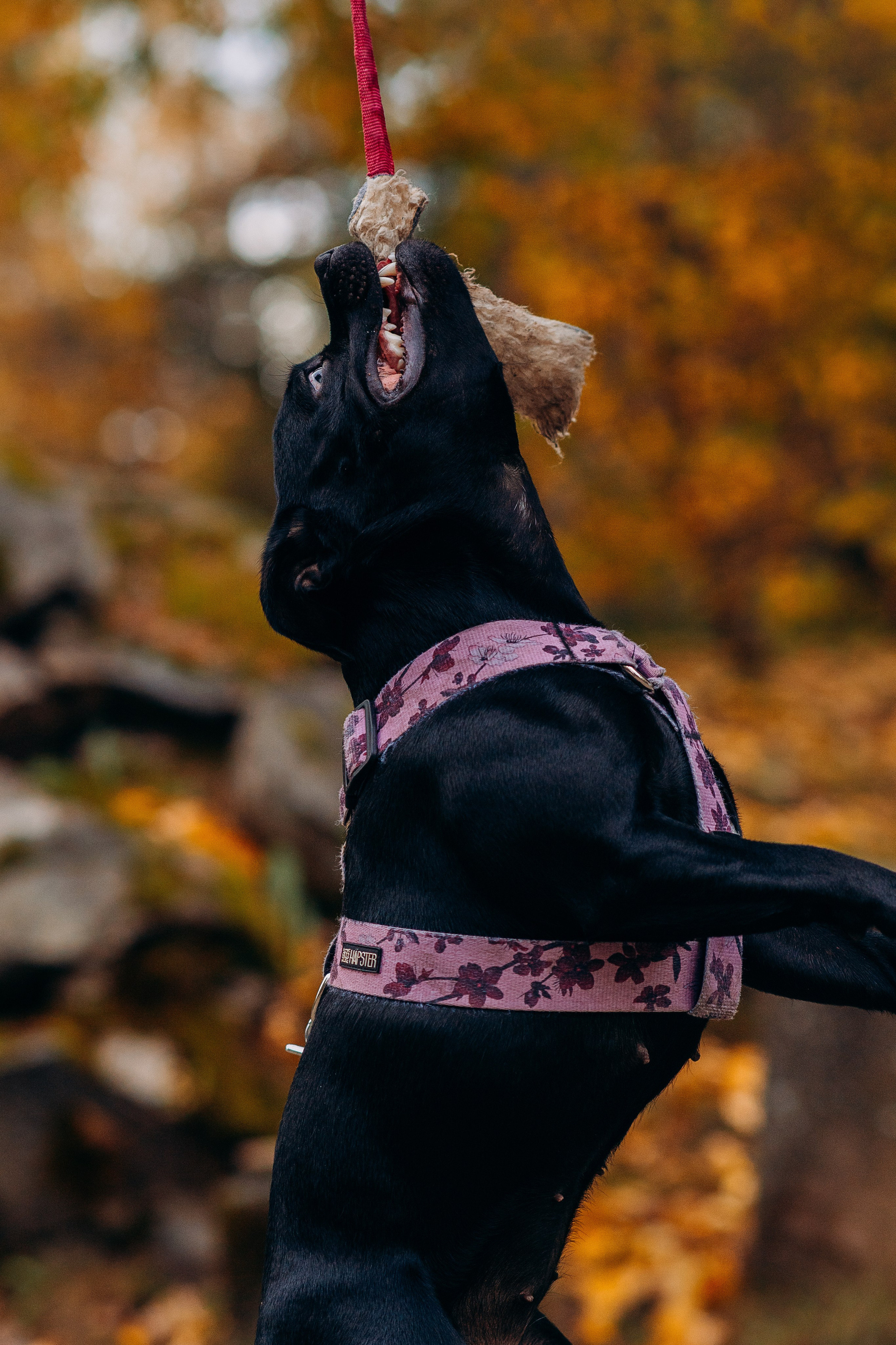 Staffordshire Bull Terriers Meetup. Kat Laisaar — Pet photographer in Tallinn