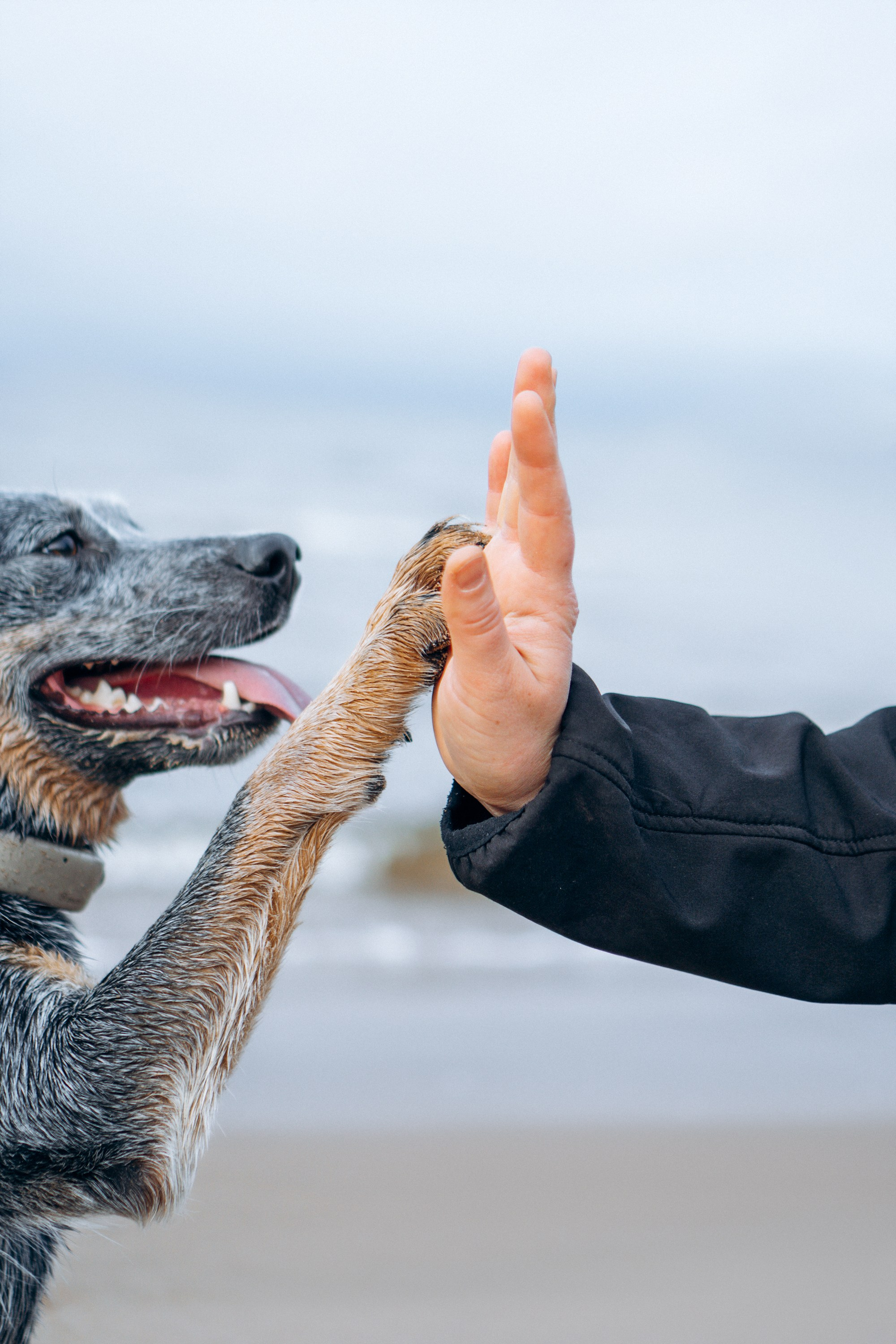 Polina and her Dakota, Australian Cattle Dog. Kat Laisaar — Pet photographer in Tallinn
