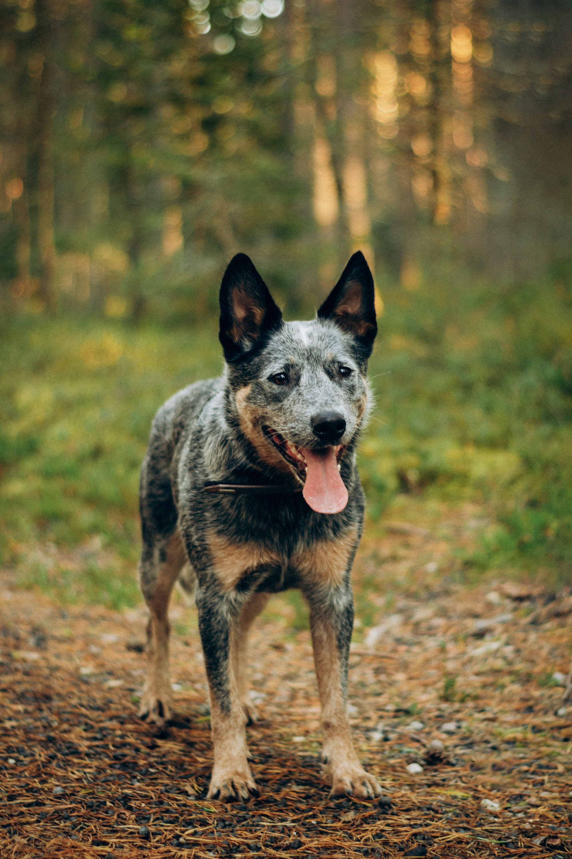 Polina and her Dakota, Blue Heeler. Kat Laisaar — Pet photographer in Tallinn