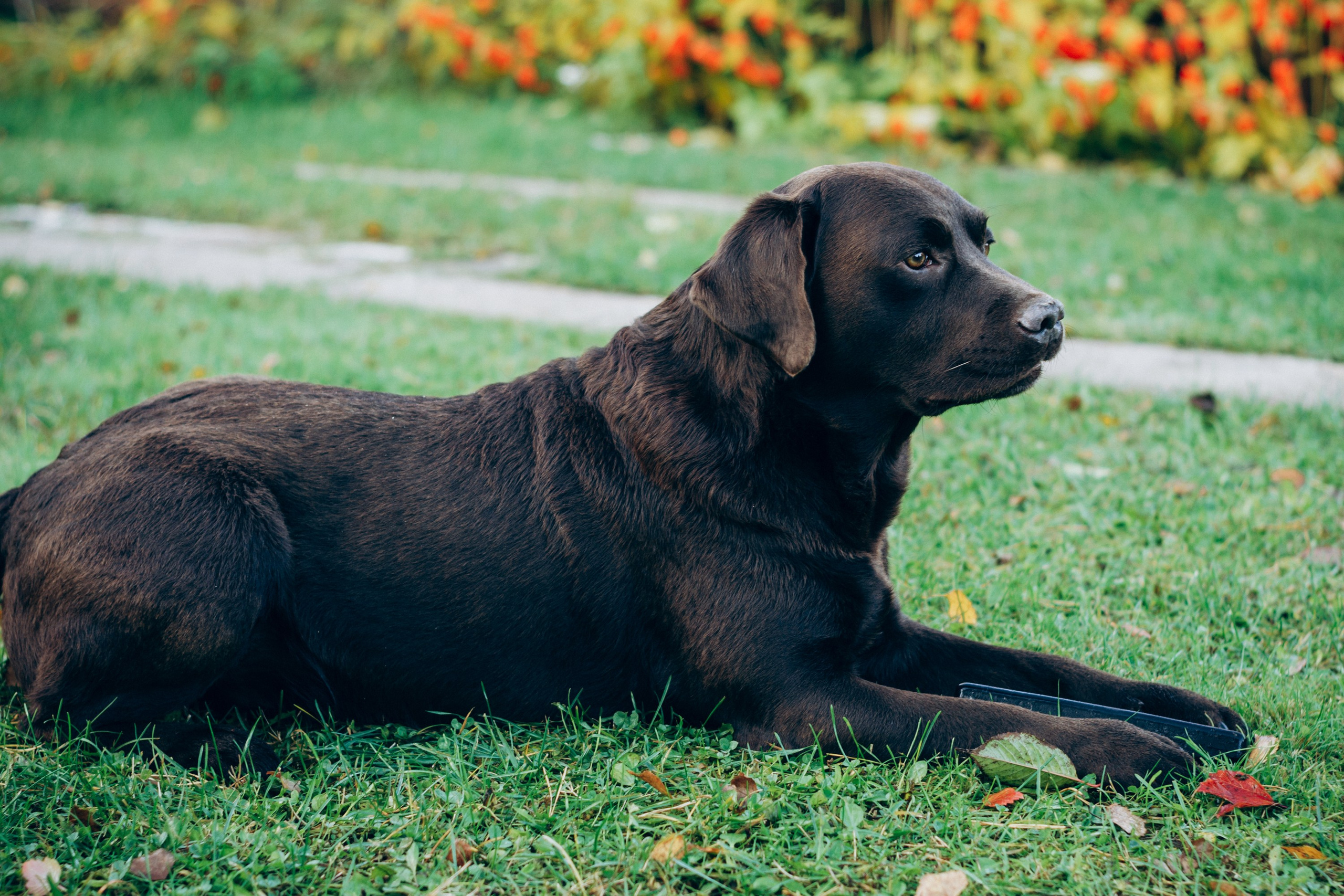 Harvi, chocolate Labrador Retriever. Kat Laisaar — Pet photographer in Tallinn
