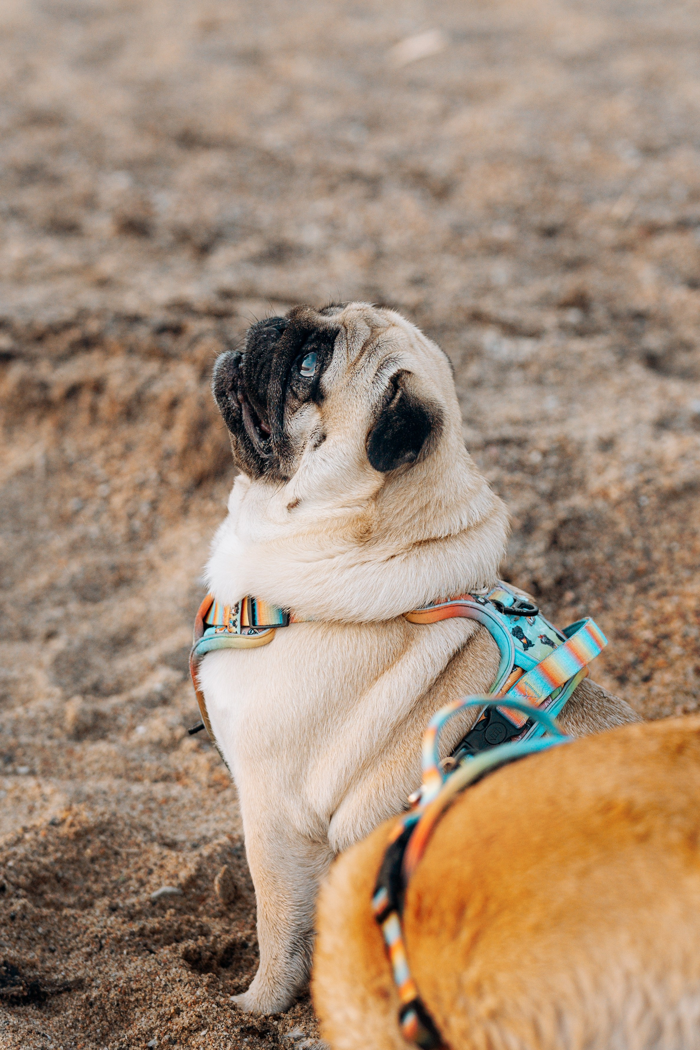 Frank, Tony, Katerina & Lev. Kat Laisaar — Pet photographer in Tallinn