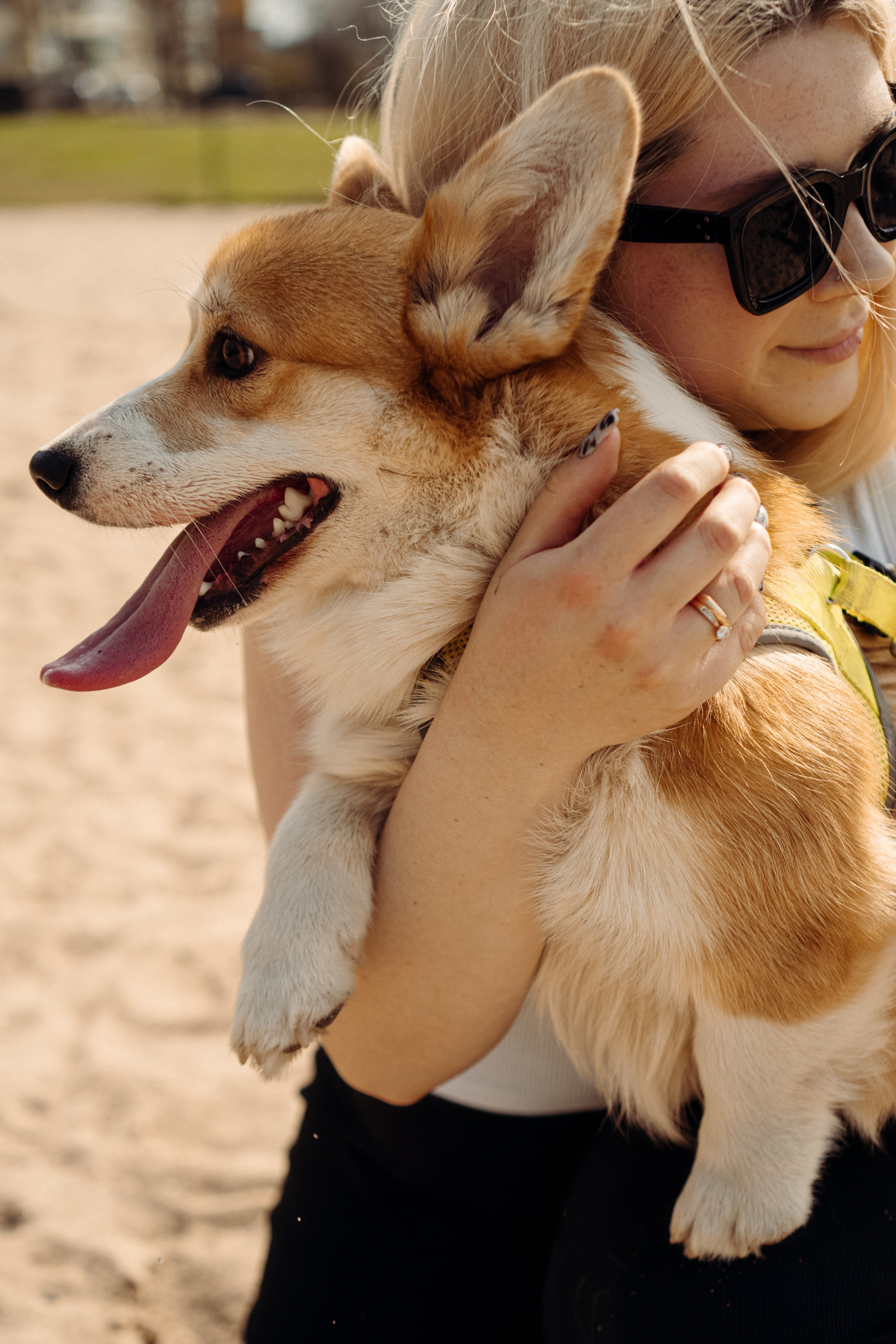 Corgi party, 18 apr. 2025. Kat Laisaar — Pet photographer in Tallinn