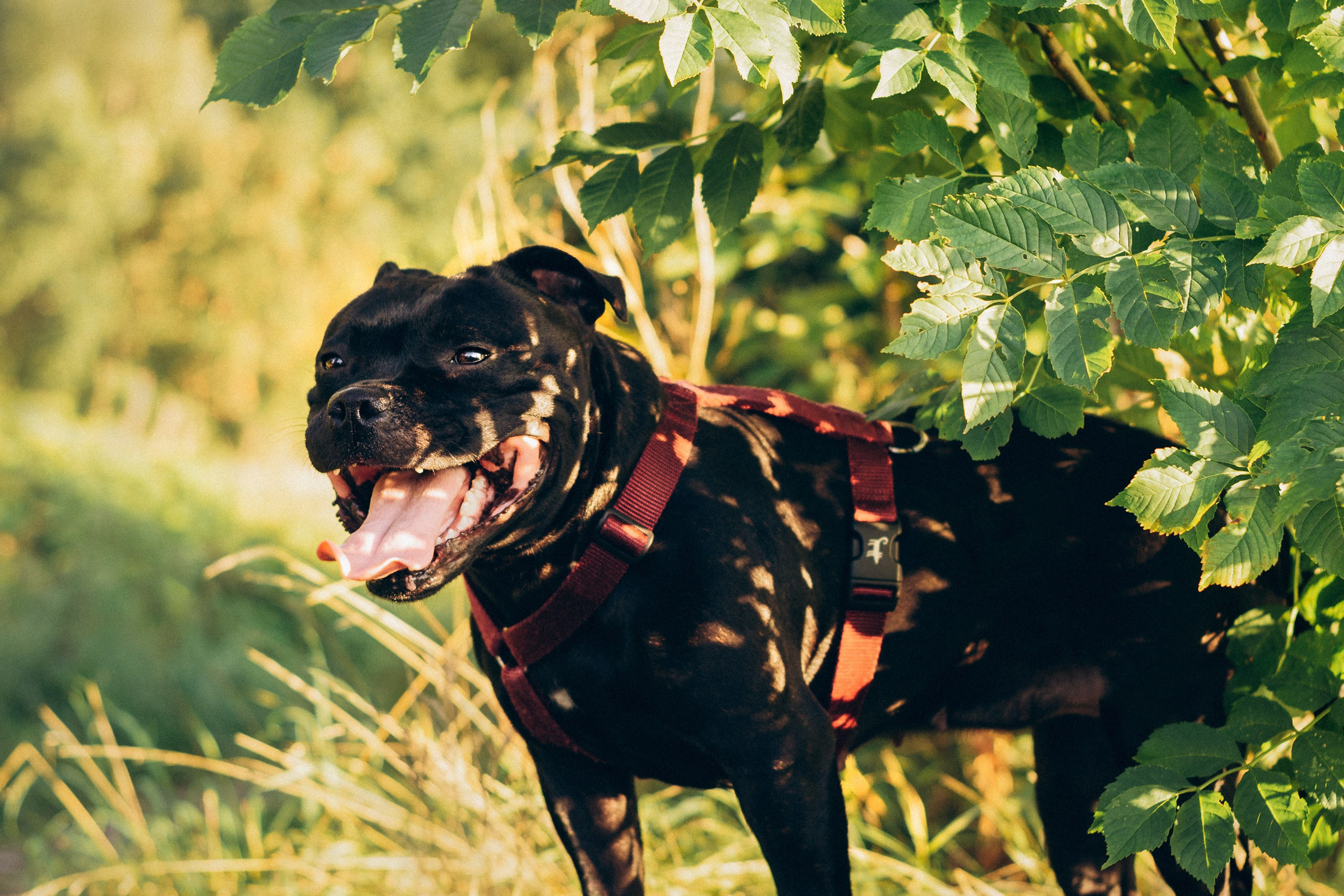 Severa and Barracuda, Staffordshire Bull Terriers. Kat Laisaar — Pet photographer in Tallinn