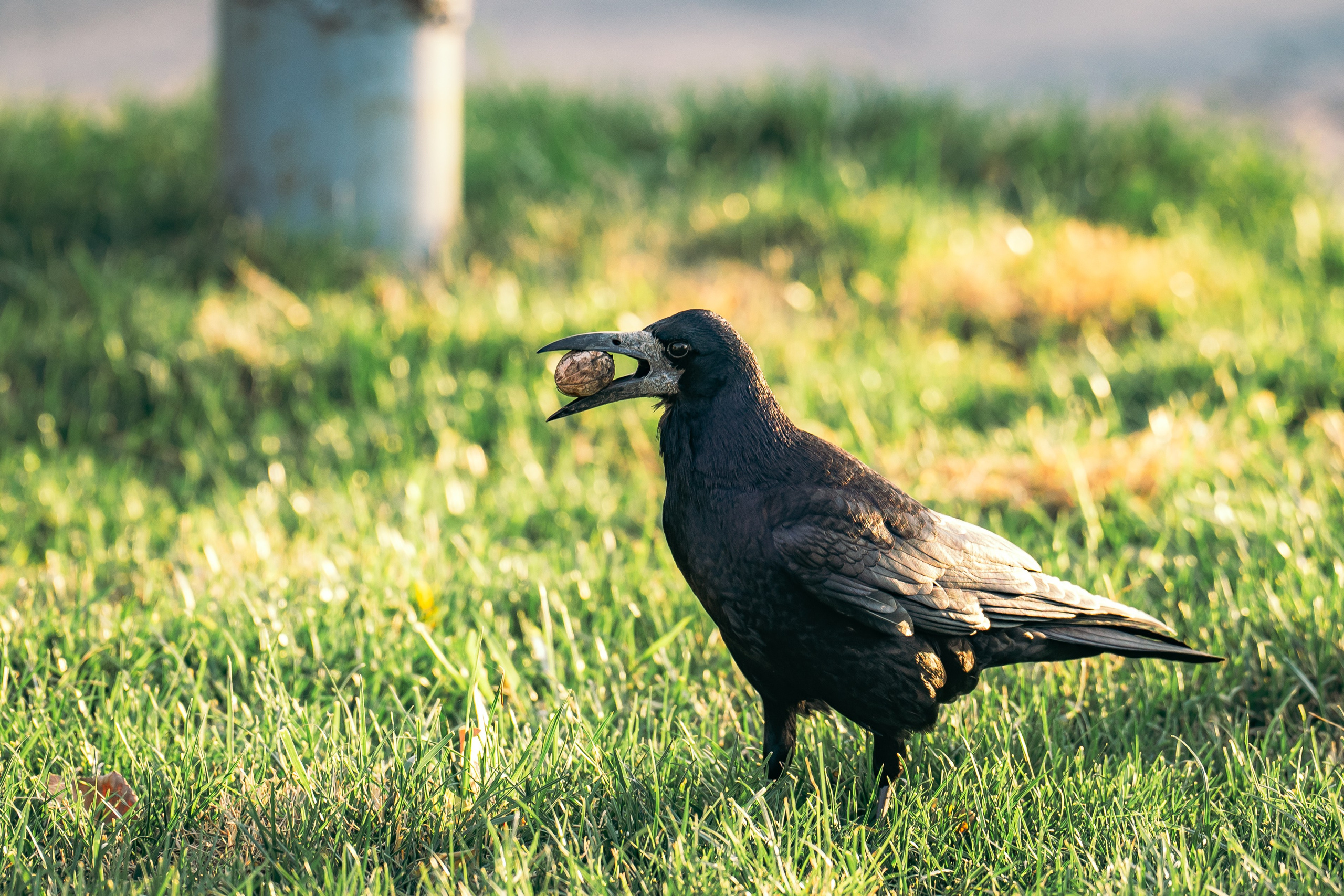Ташкентская осень. Георгий Намазов | Фотограф в Ташкенте
