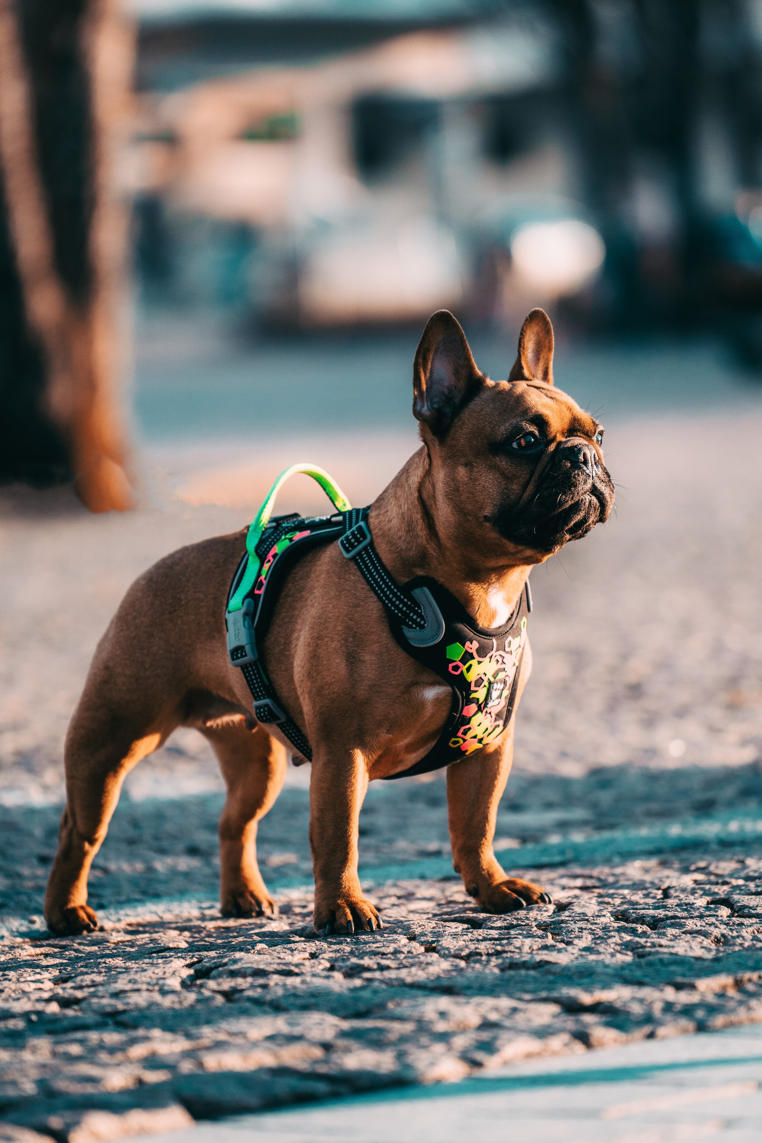 Eläimet. VEKE MEDIA