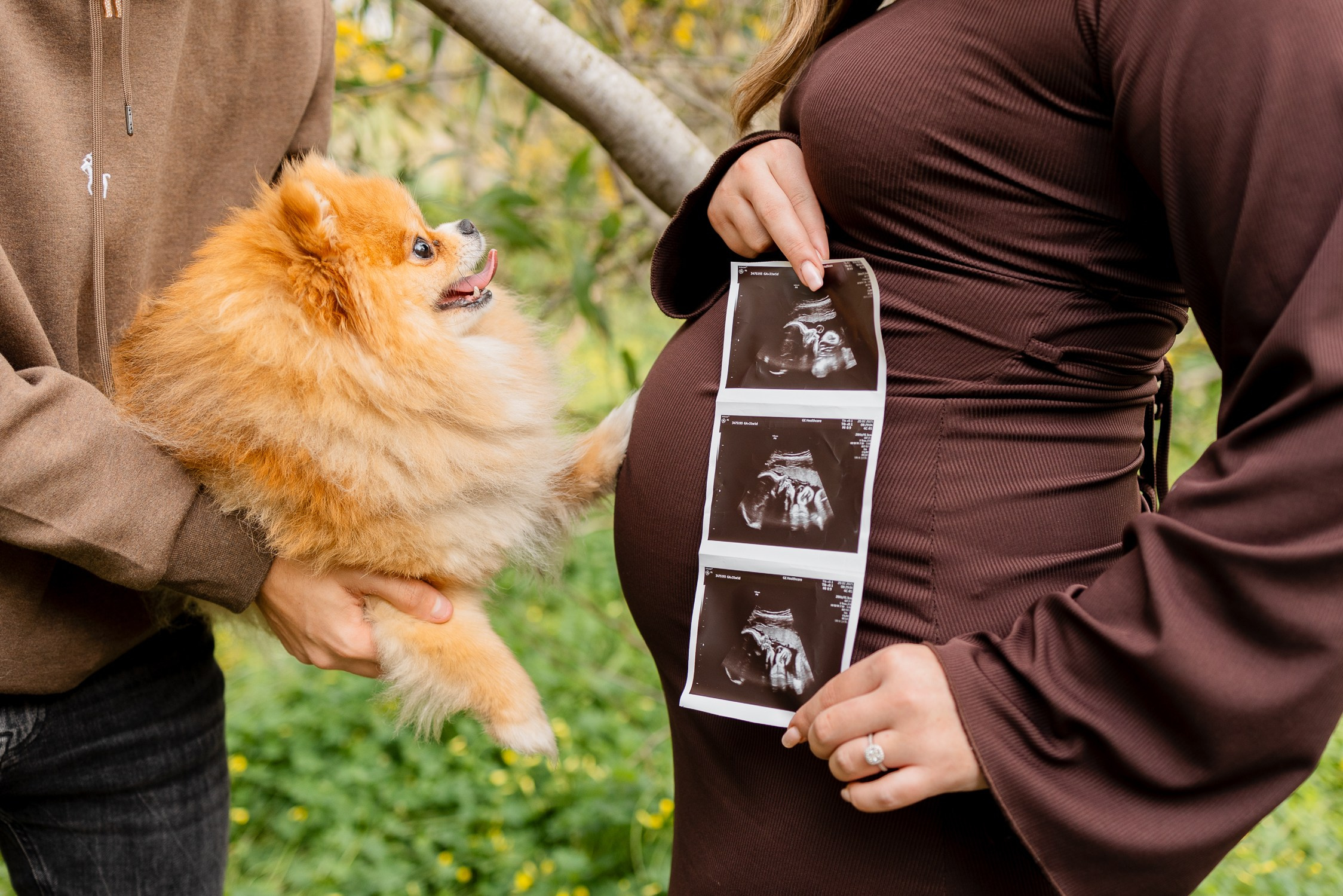 צילומי הריון עם כלב מתוק. דף בית