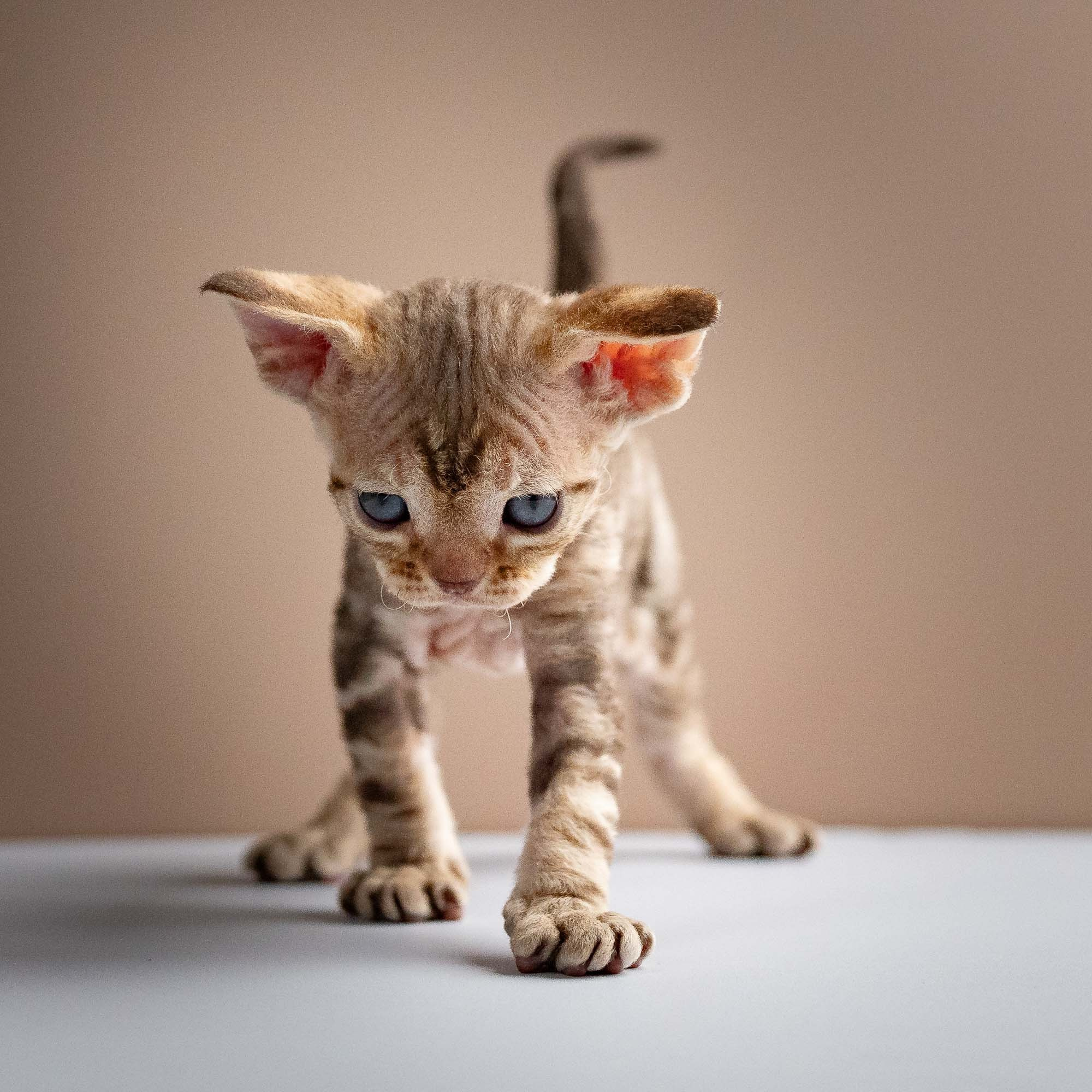 Sirius, boy, born 05.15.26. Devon Rex Pixie Cattery