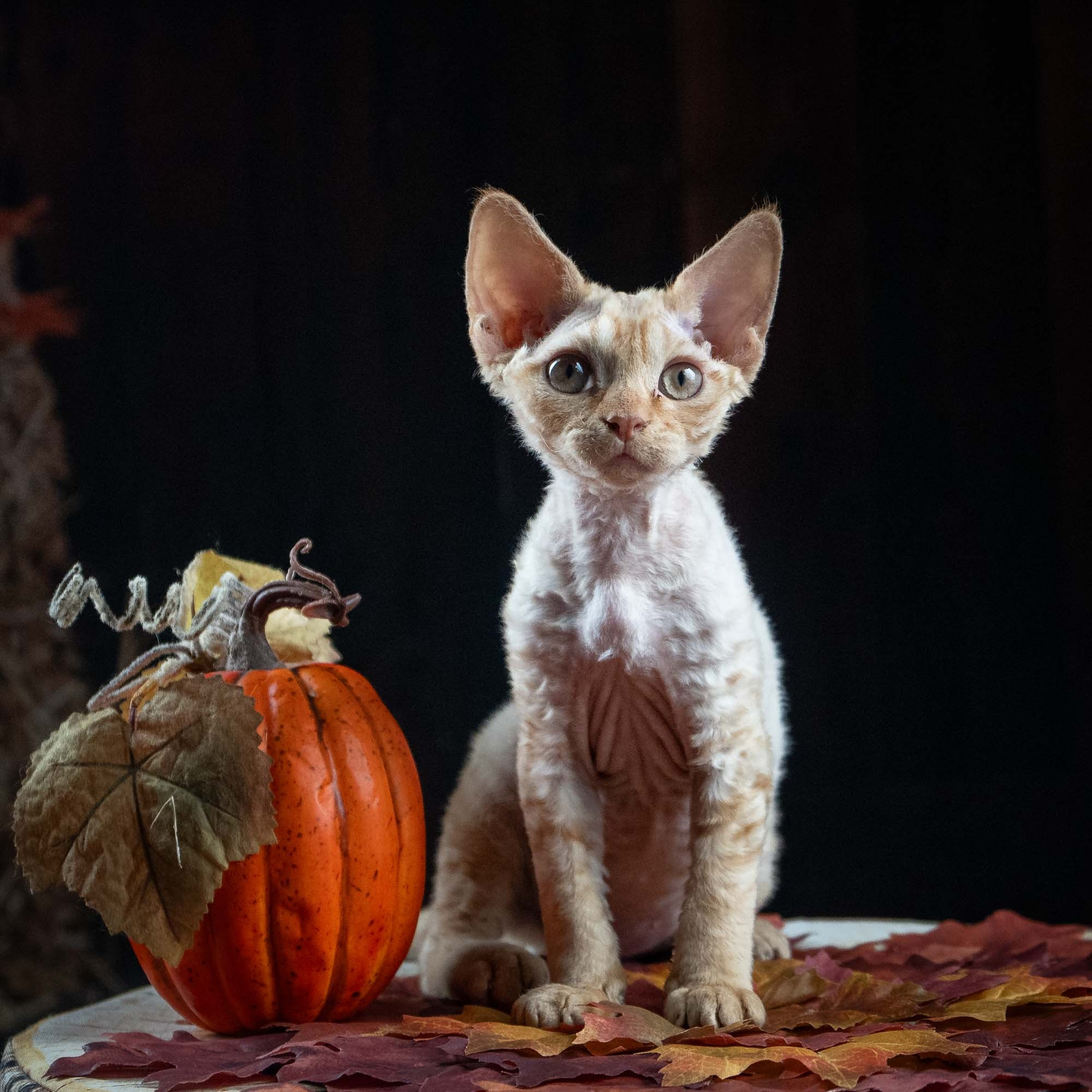 Dorito, boy, born on 06.06.24 SOLD. Devon Rex Pixie Cattery