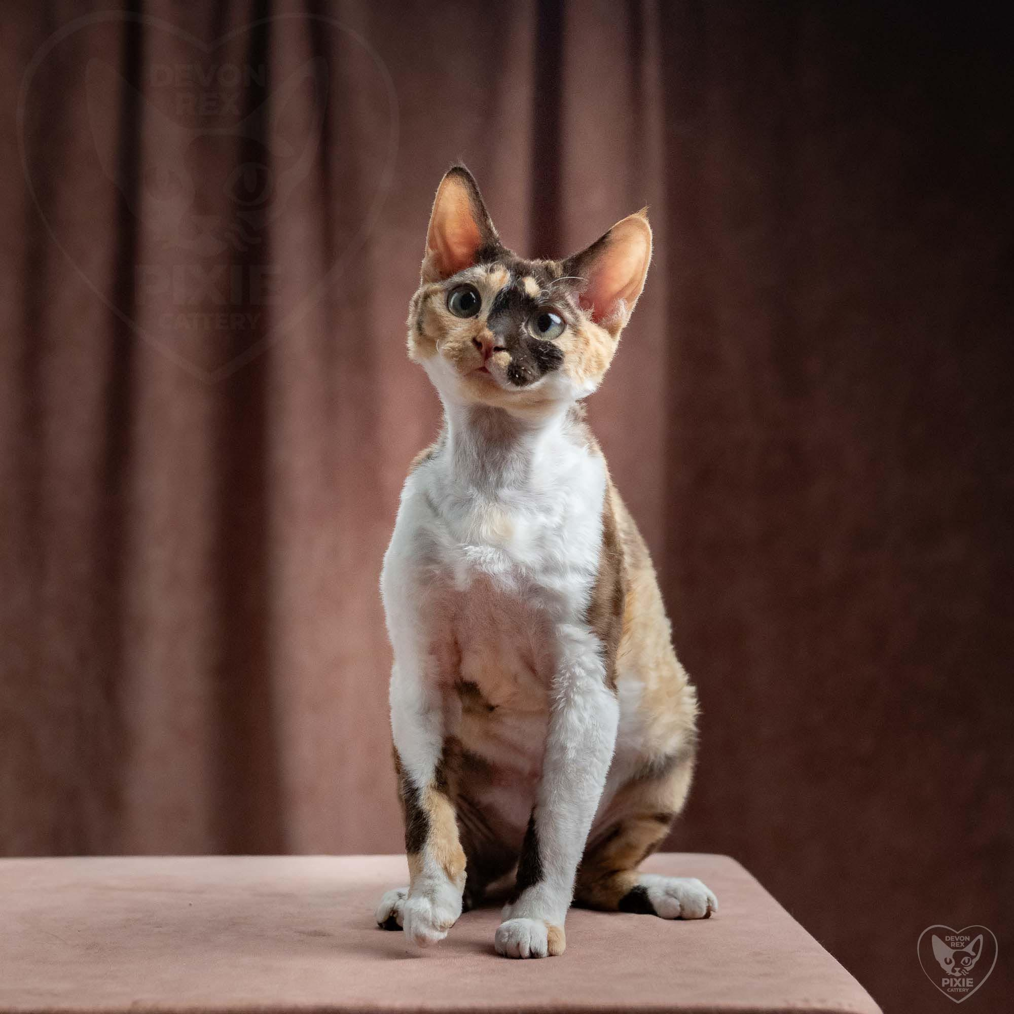 Dottie, girl, born on 06.06.24 NOT AVAILABLE. Devon Rex Pixie Cattery