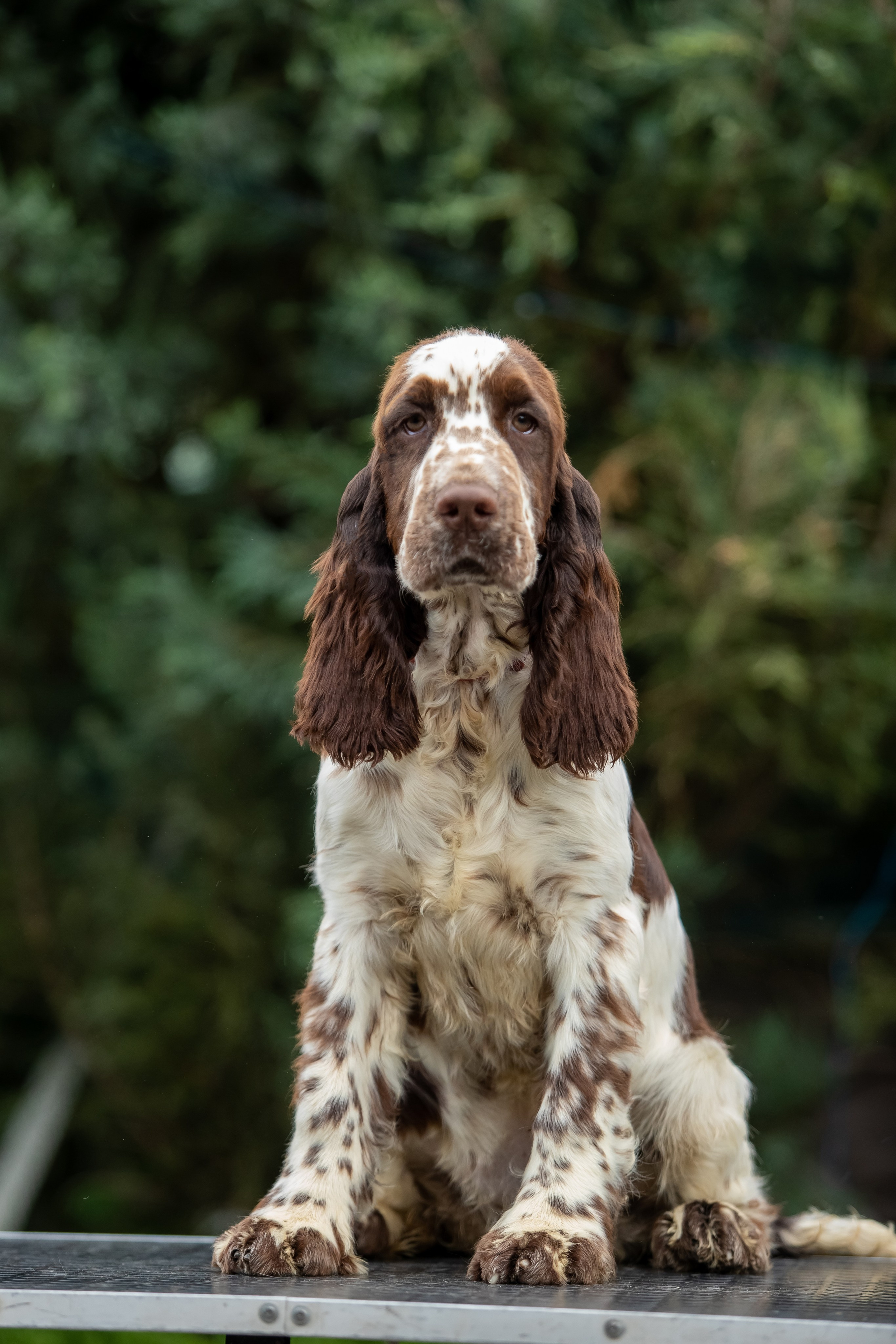 Female — Red collar ❤️. Website of the titled stud dog of the Springer Spaniel breed