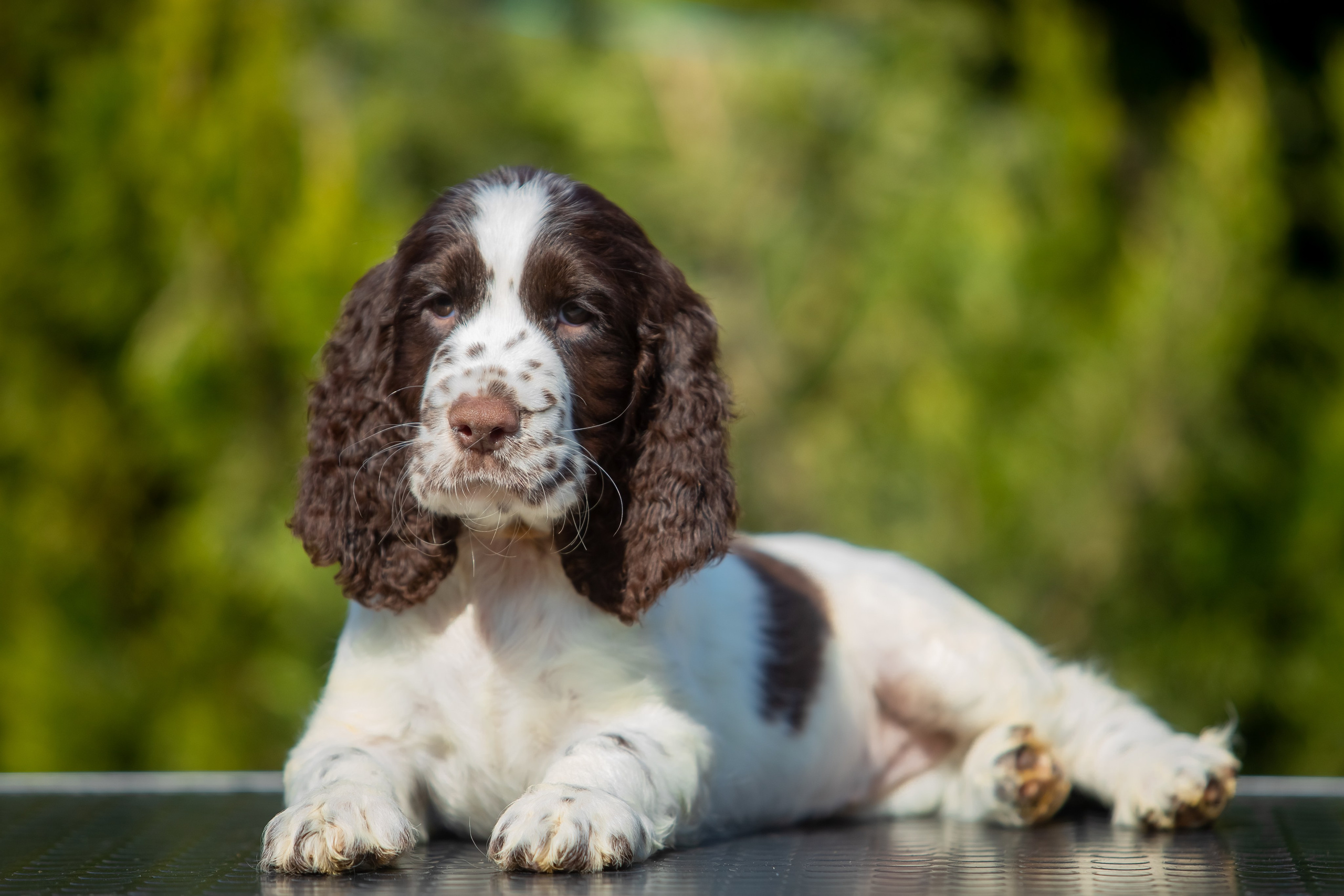 Female — Grey collar 🩶. Website of the titled stud dog of the Springer Spaniel breed