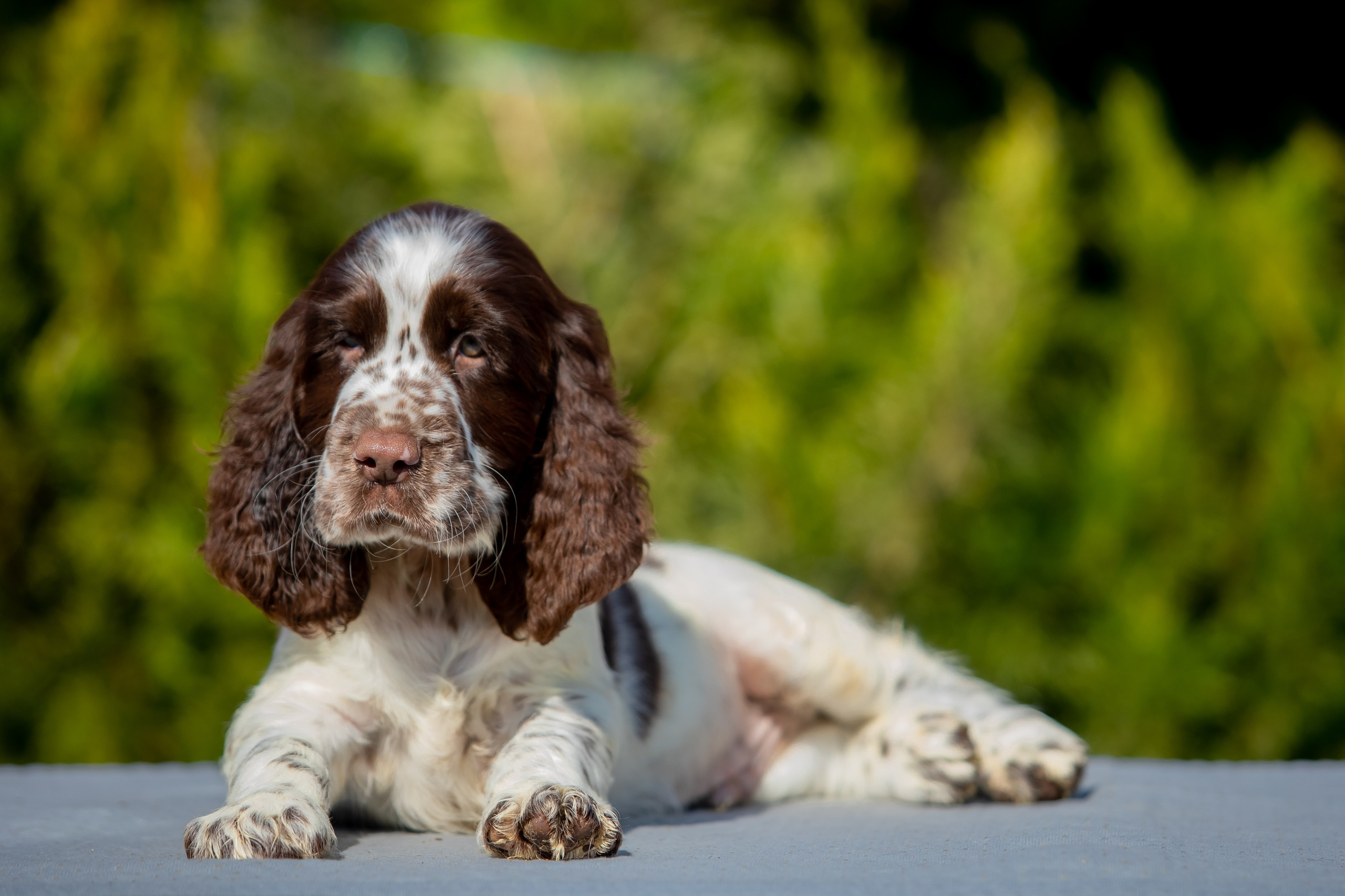 Male — Orange collar 🧡. Website of the titled stud dog of the Springer Spaniel breed