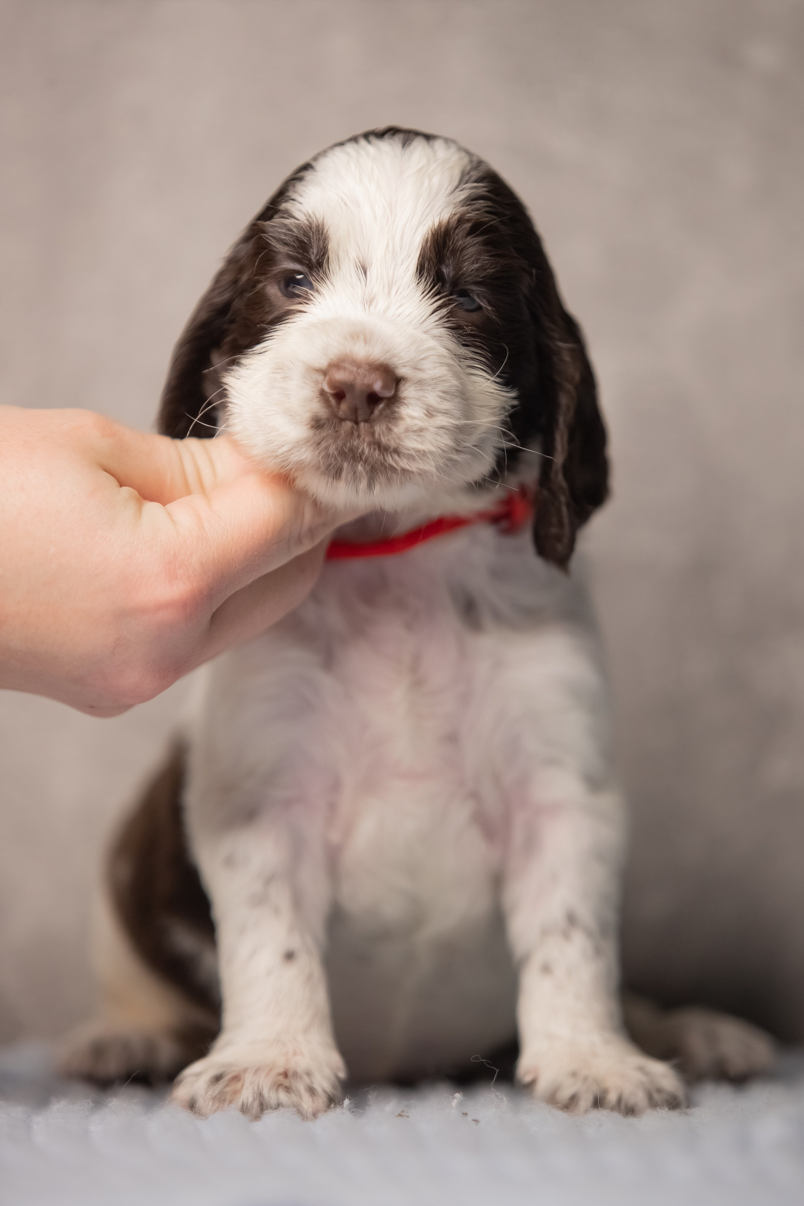 Female — Red collar ❤️. Website of the titled stud dog of the Springer Spaniel breed