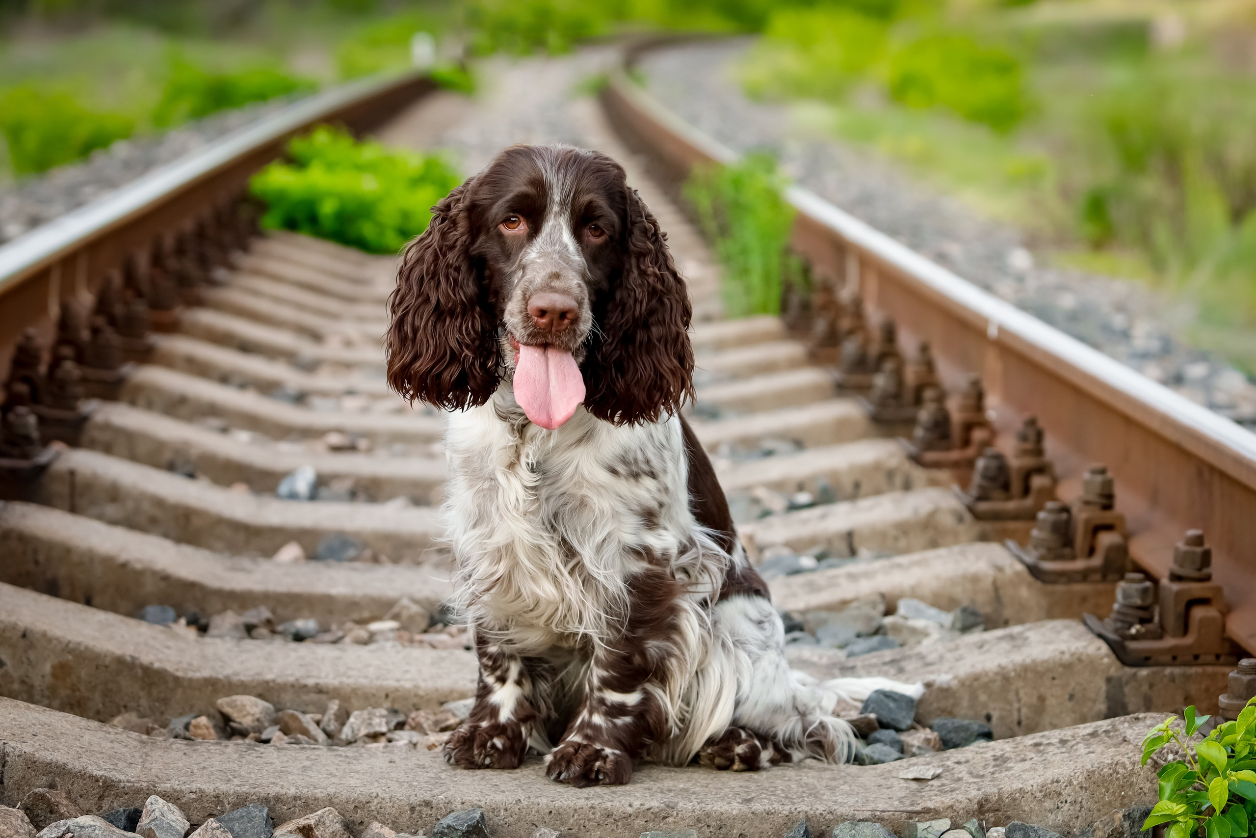 English Springer Spaniel female show stance conformation