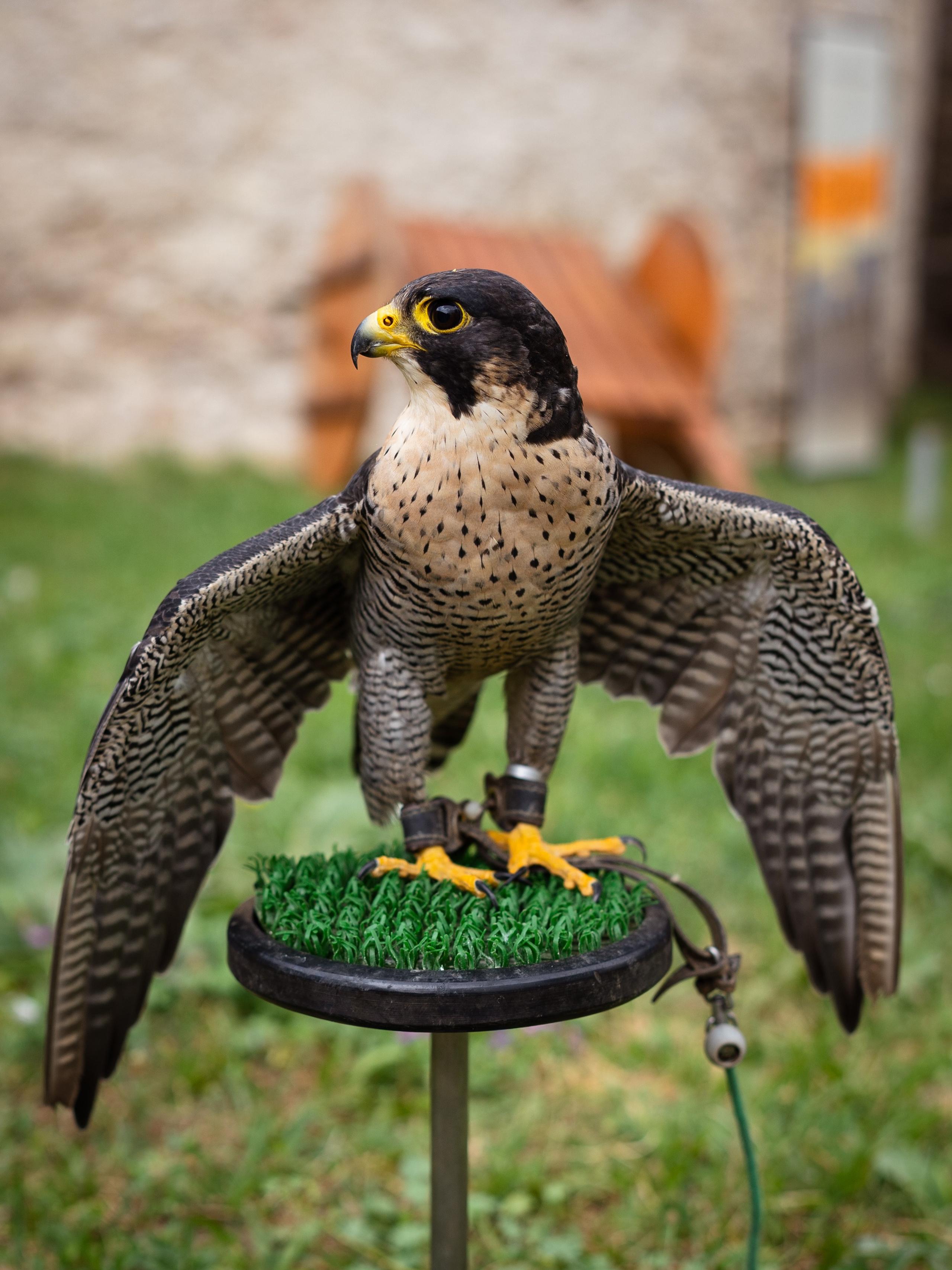 Sibinjanin Janko / Janjoš Hunjadi Fest 21.07.2024. Concert and Event photographer in Belgrade, Serbia