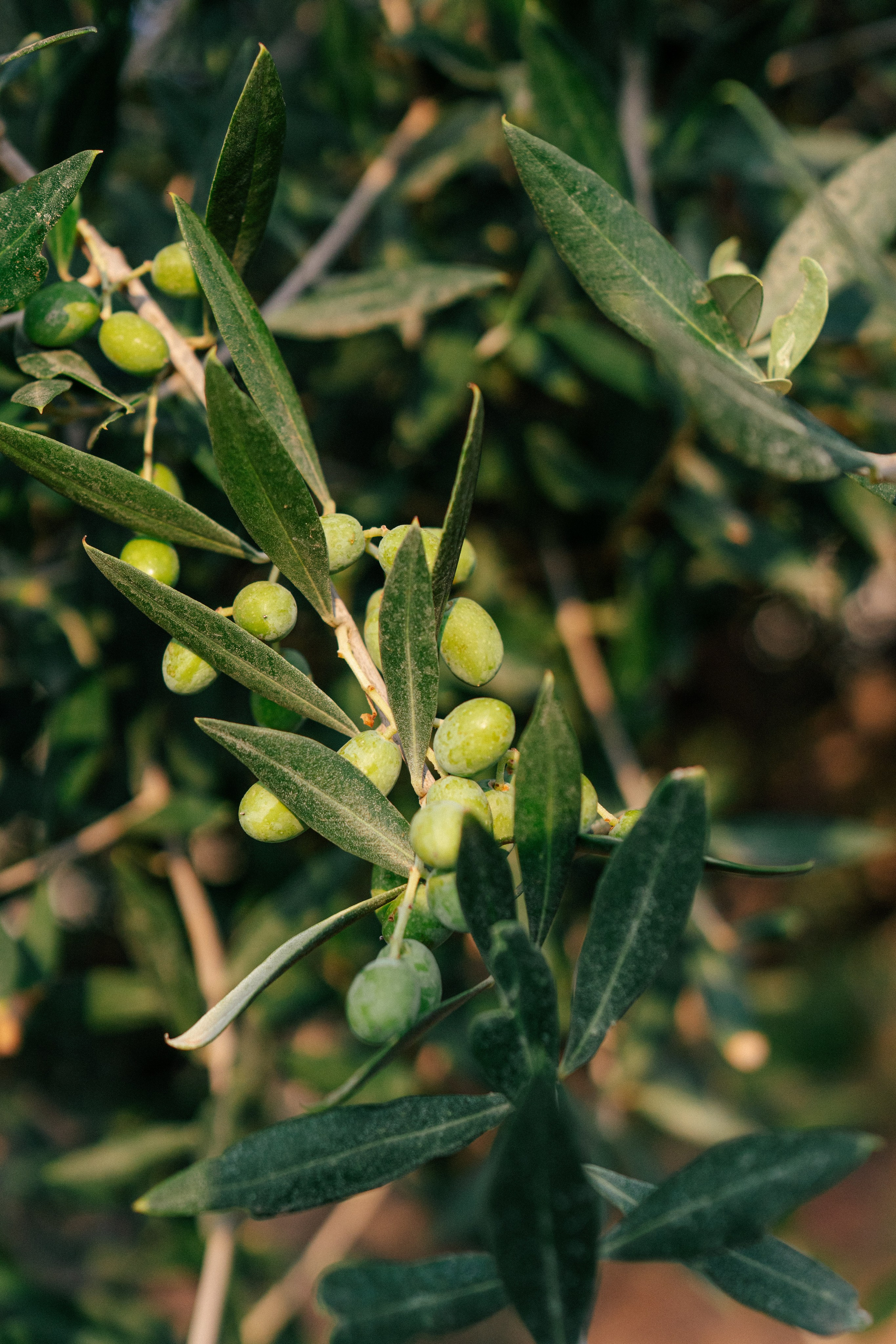 Weddings, sports and events photographer in Senigallia