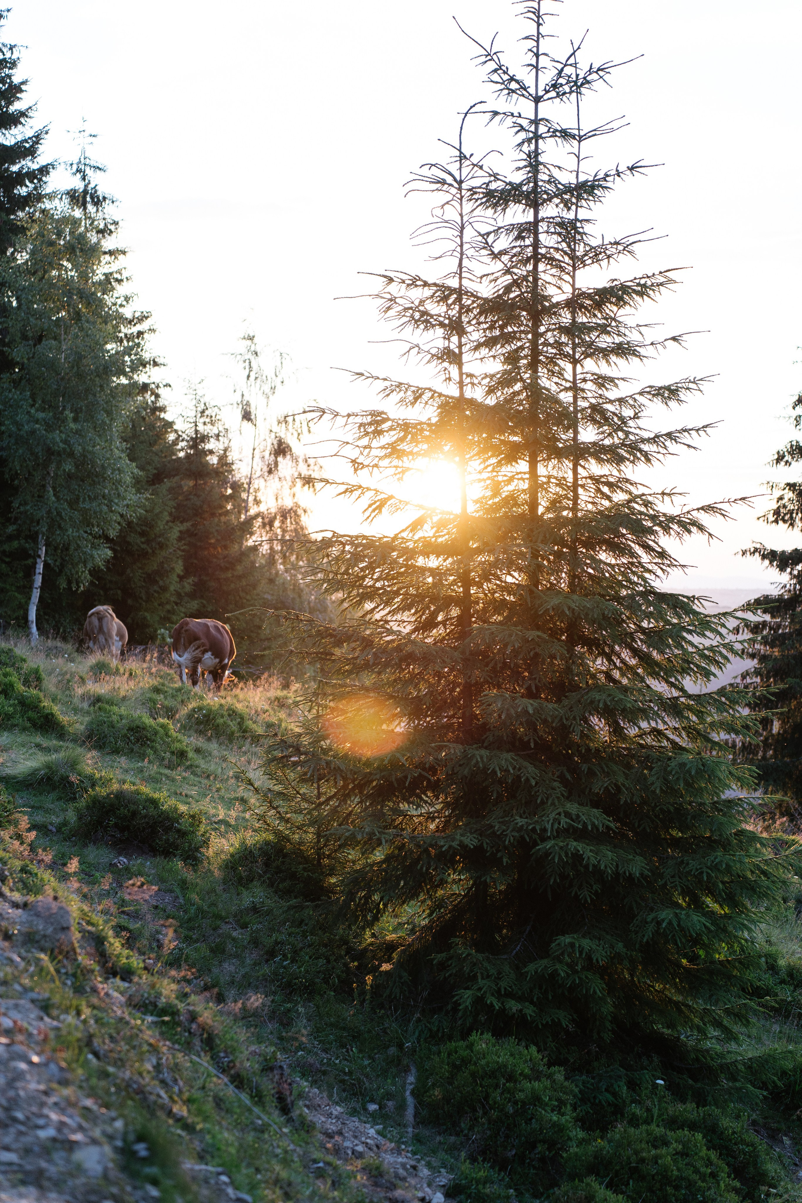 Airbnb Photos. Patricia Morenci — Mountain Adventures for the Wild at Heart