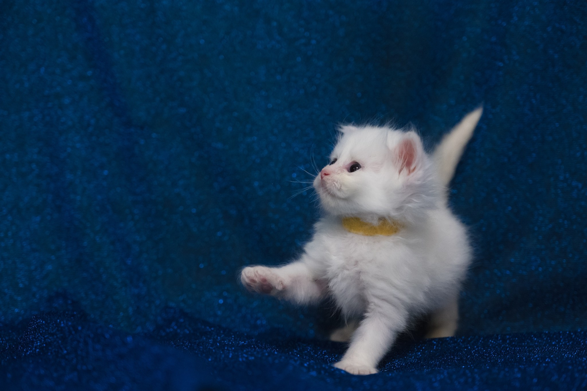 N-Baryona. SIBERIALIS: Katzenzucht von Sibirischen und Neva Masquarade Katzen