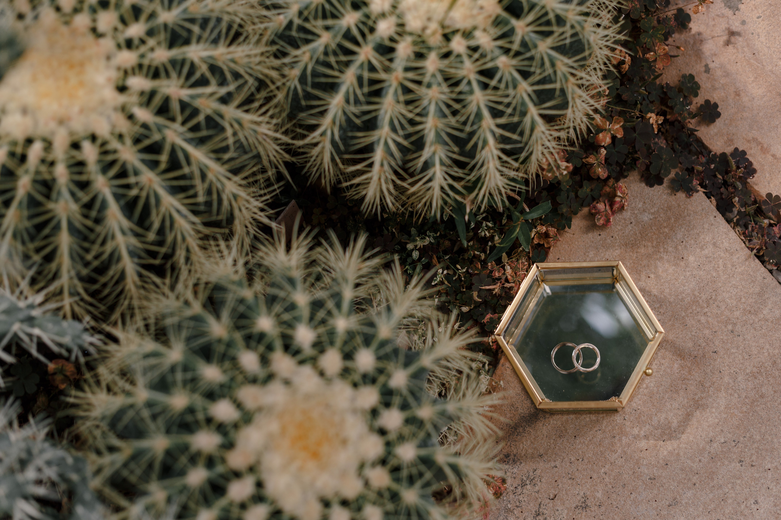 Anillos de boda en una hermosa caja sobre un fondo de cactus