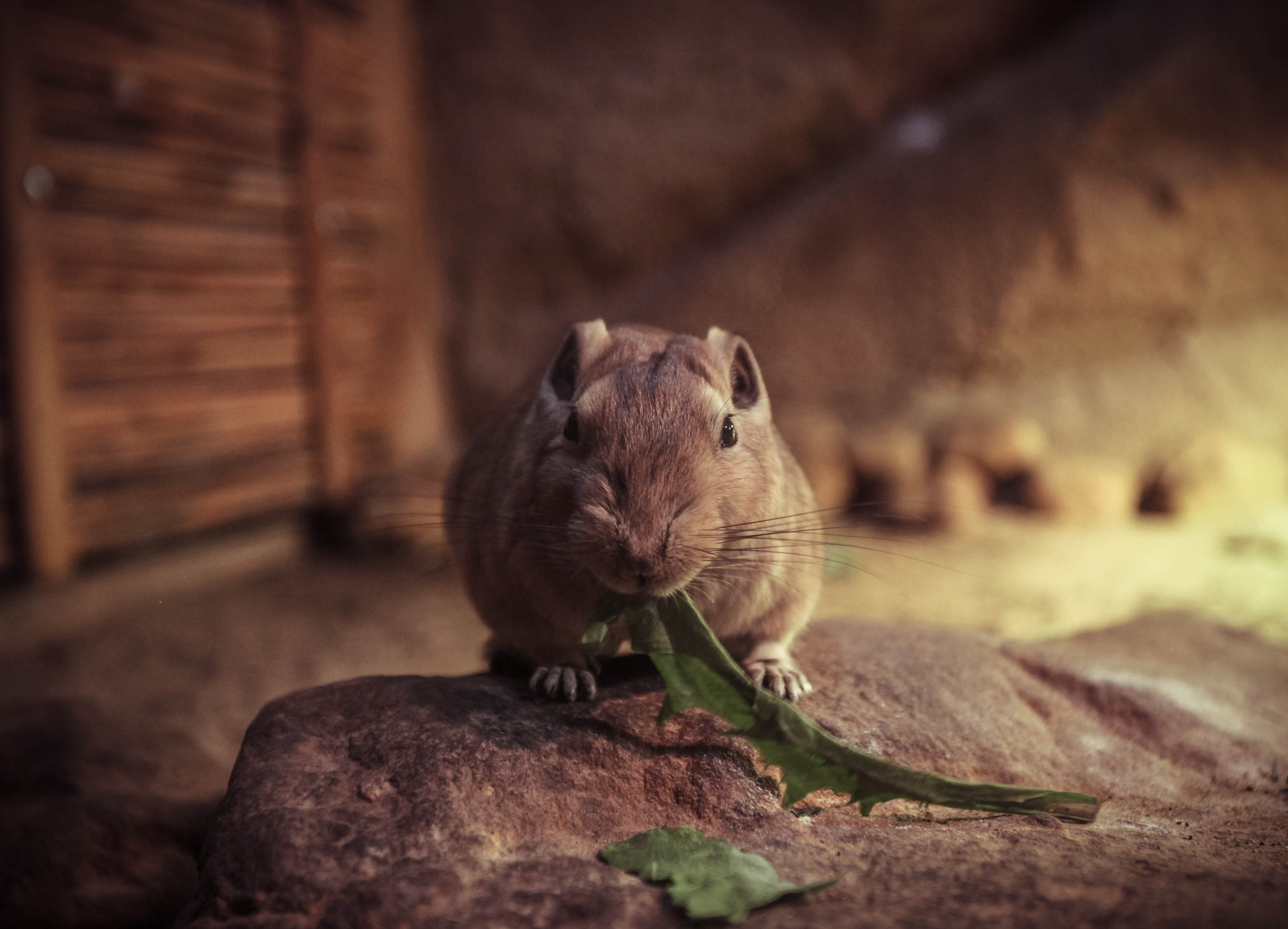 ЧЕХИЯ. Стрит-фотография, полная абсурда, идиотизма и красоты
