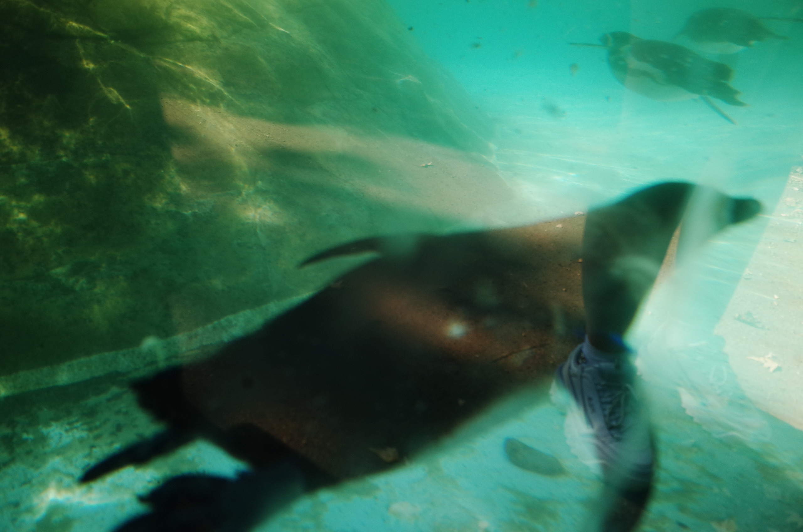 Little penguins. London zoo. Victoria Dini Photography