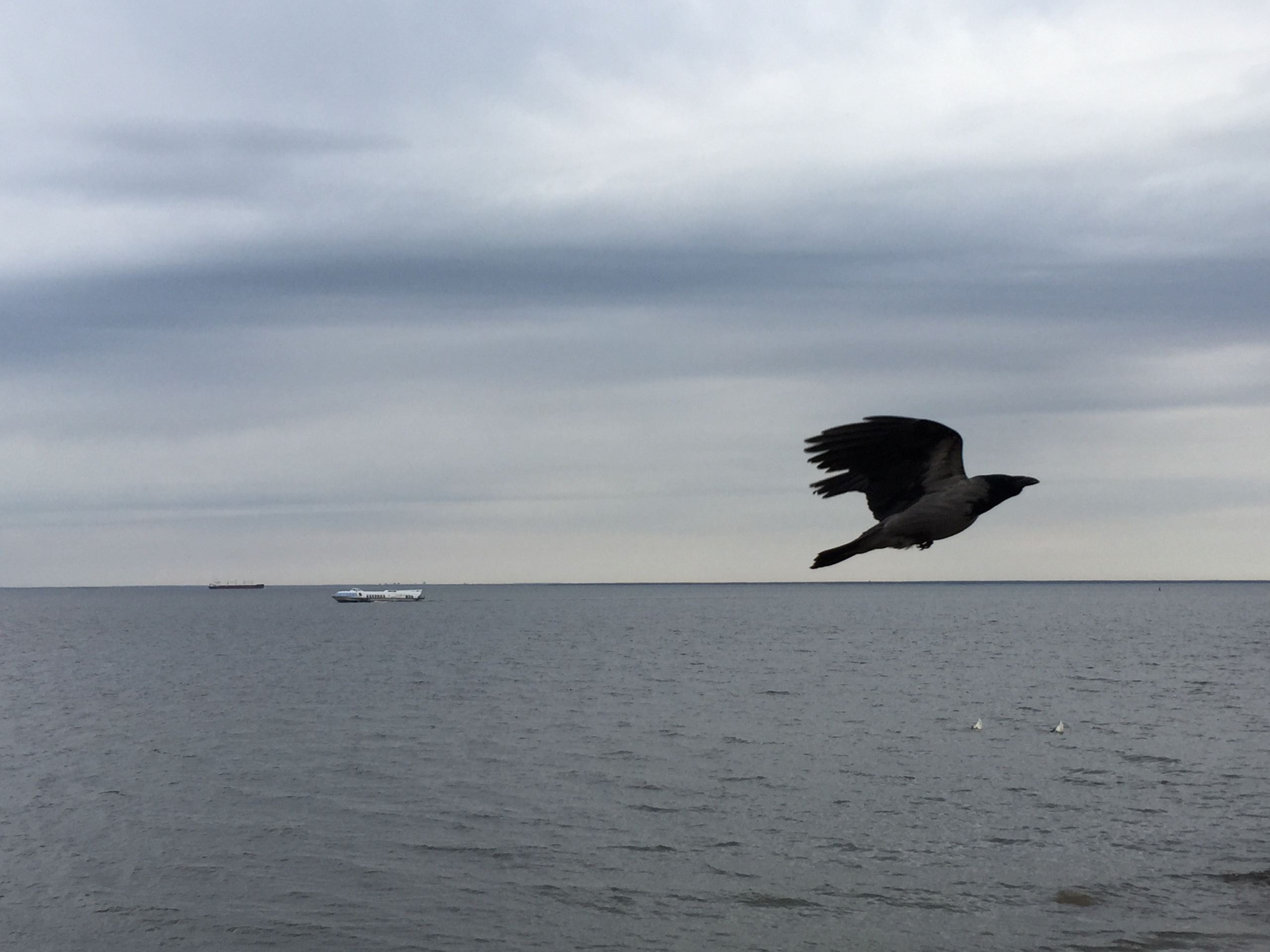 Magnum photo agency. Awards photo. Photo - sea surface, flying bird, diving ducks and ships.
