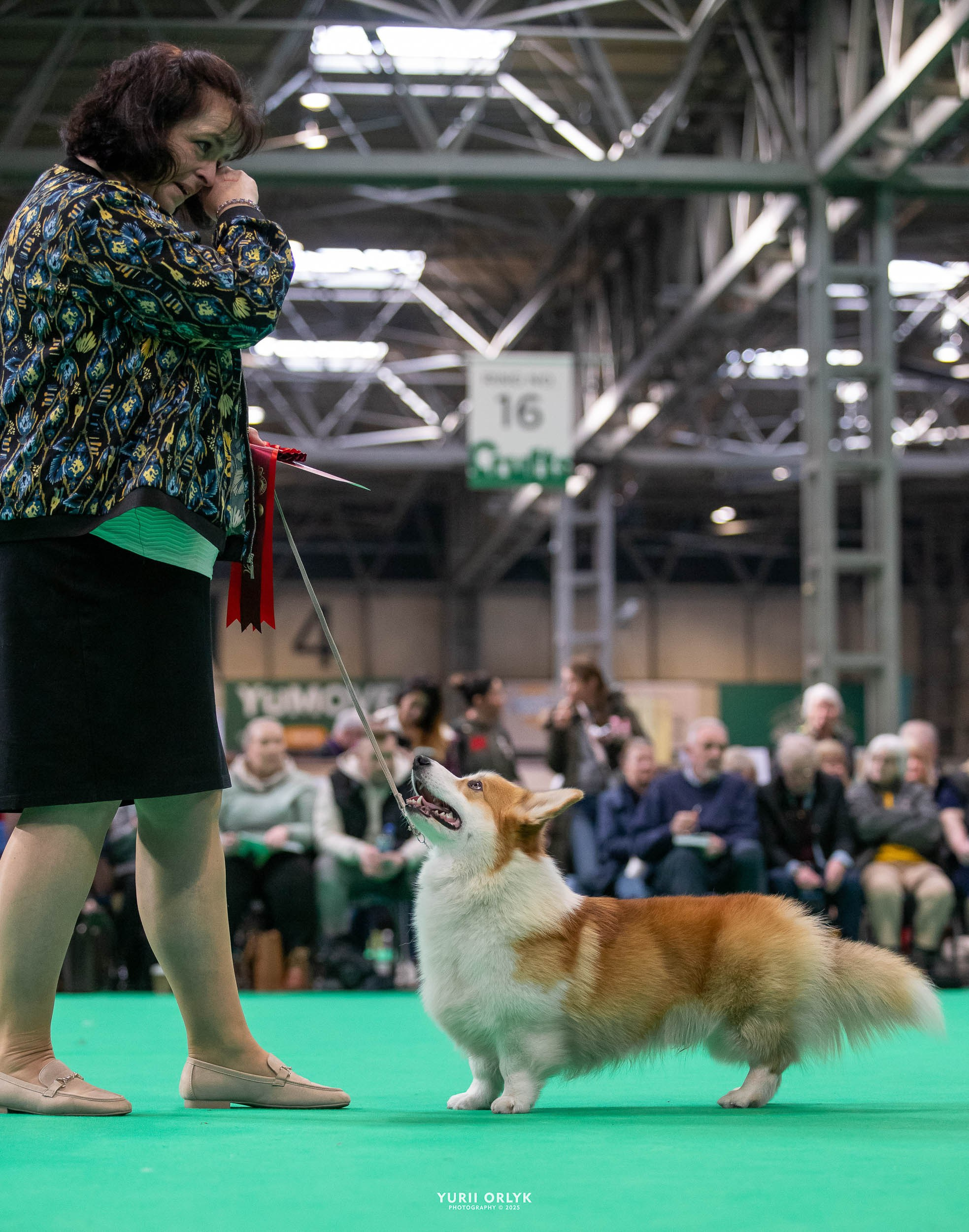 Dog Shows. Yurii Orlyk Photography