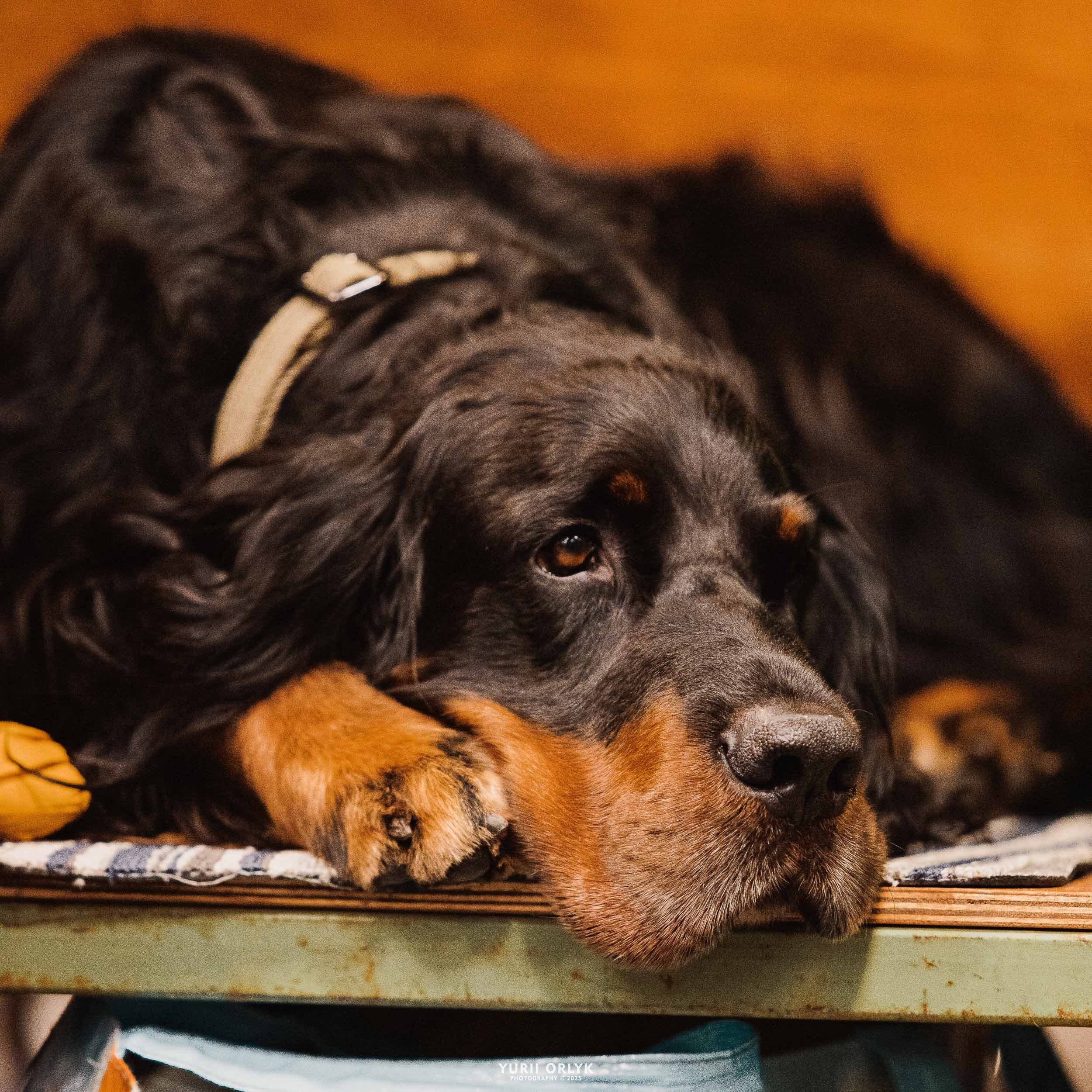 Dog Shows. Yurii Orlyk Photography