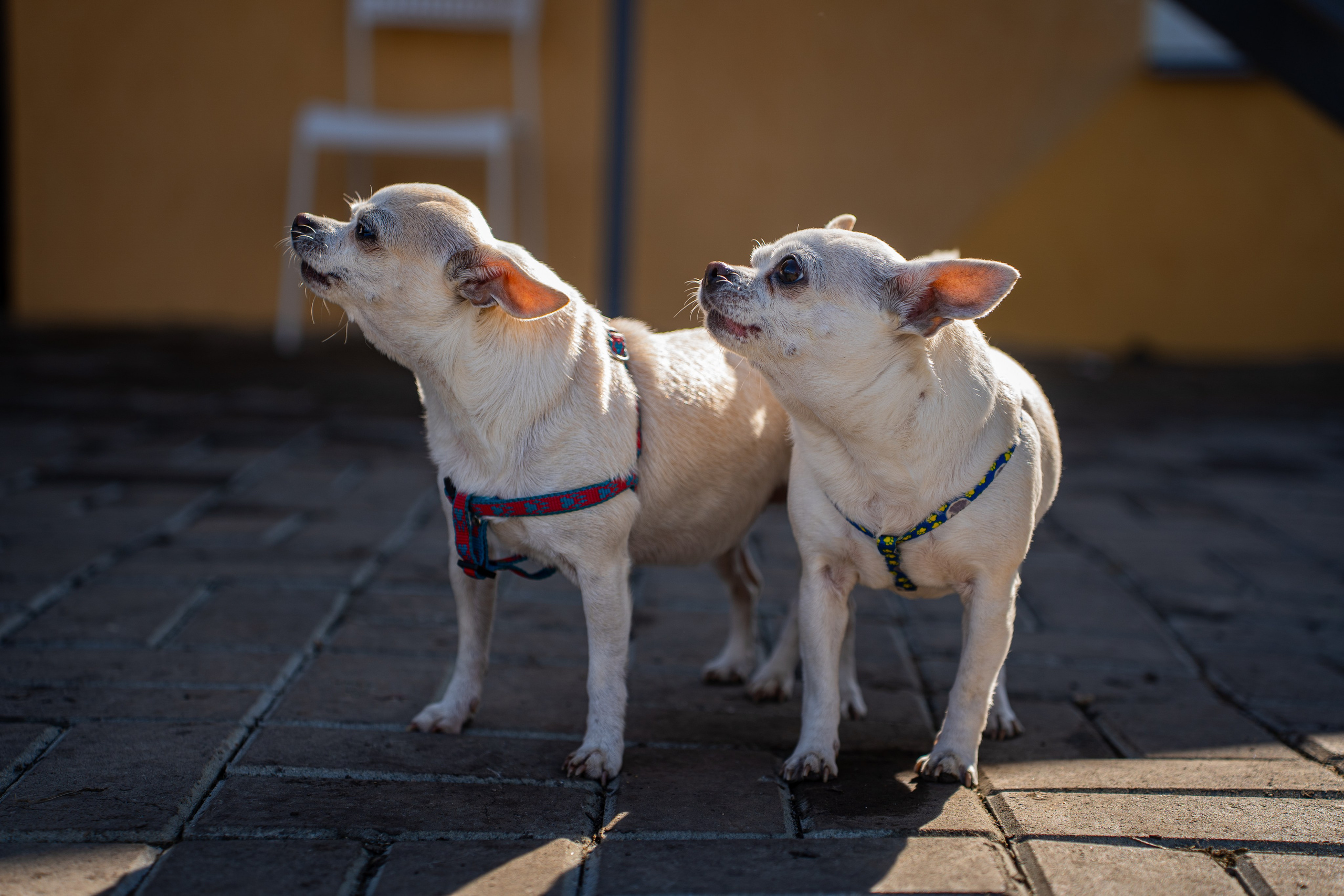 Deschidere Arena Paintball Brasov. Adelinne