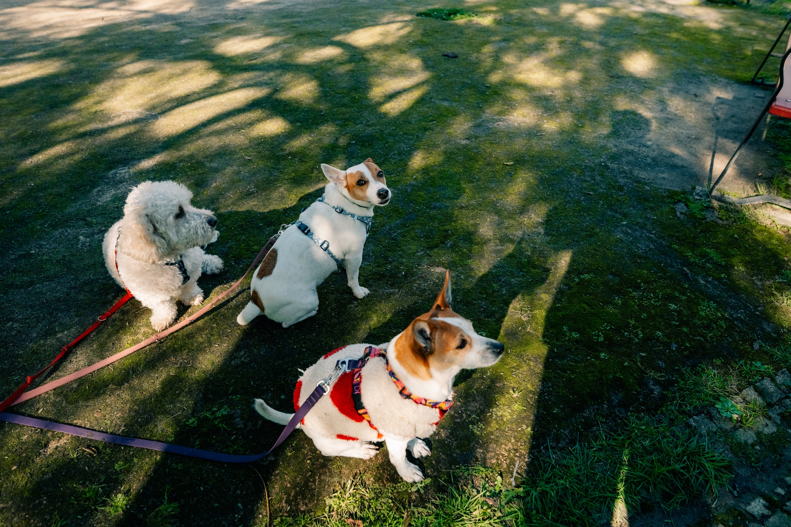 Yana & Doggos in Bonfim. Maria Sher. Professional photographer from Porto, Portugal