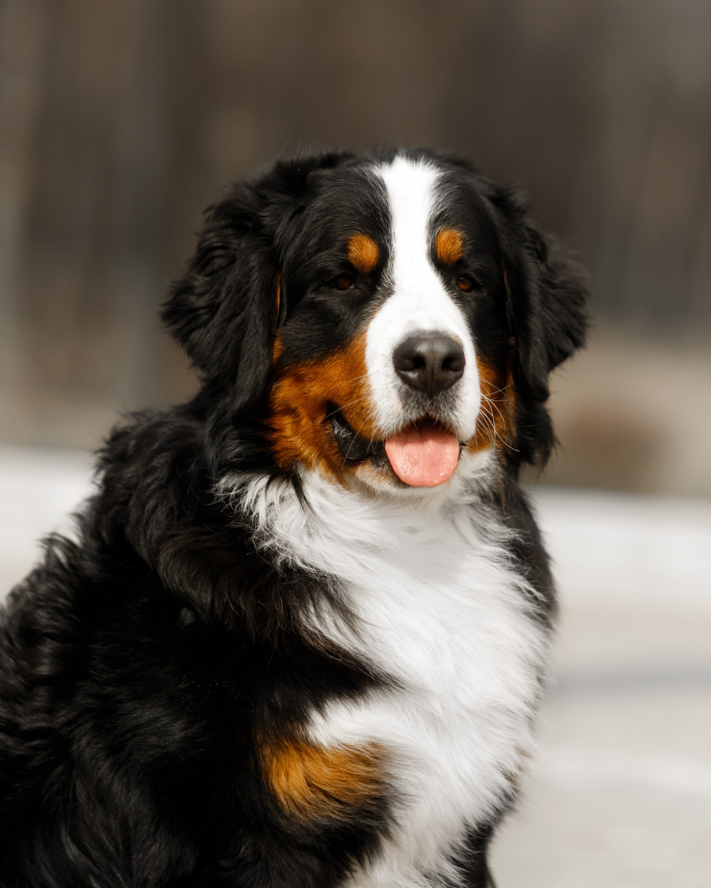 Autumn photo day for dog handler. Kaja | fotograf we Wrocławiu | ludzie i psy