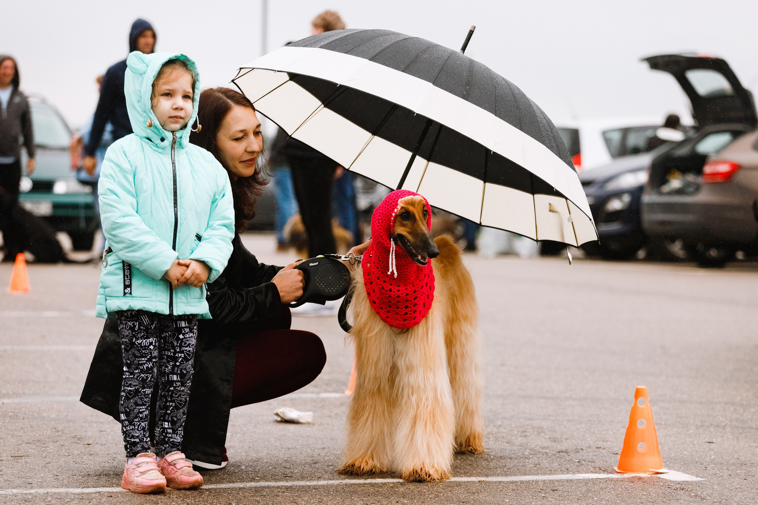 Rainy dog show in Grodno. Kaja | fotograf we Wrocławiu | ludzie i psy