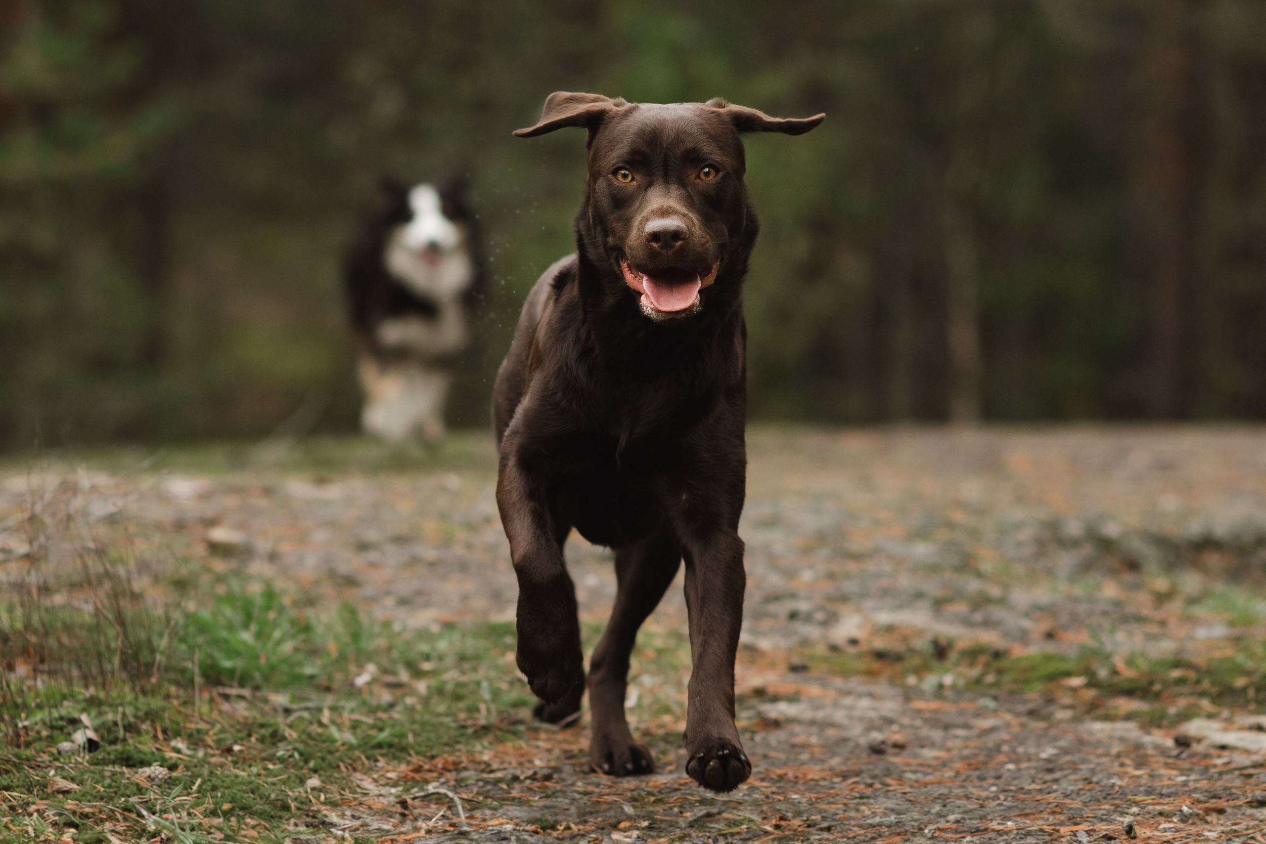 Finnish mossy hills. Kaja | fotograf psów we Wrocławiu