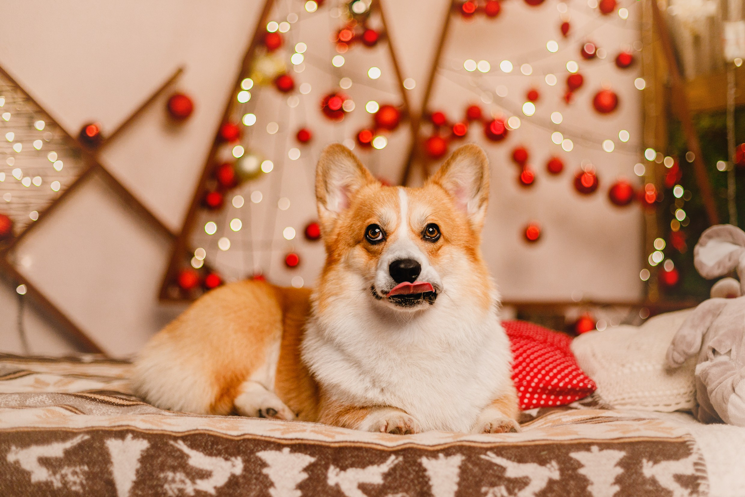 New Year corgis in studio. Kaja | fotograf we Wrocławiu | ludzie i psy