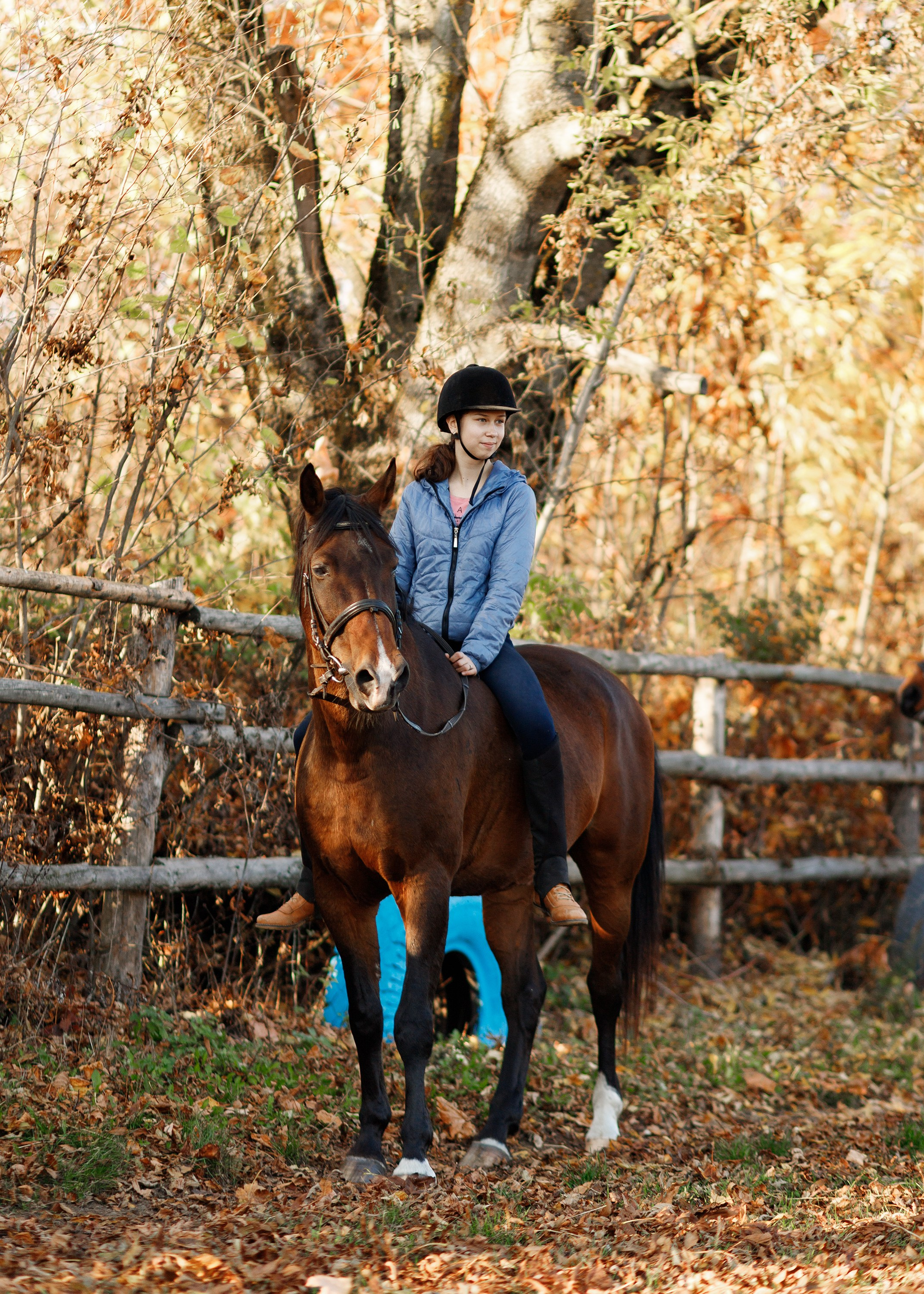 Autumn equestrian training. Kaja | fotograf psów we Wrocławiu