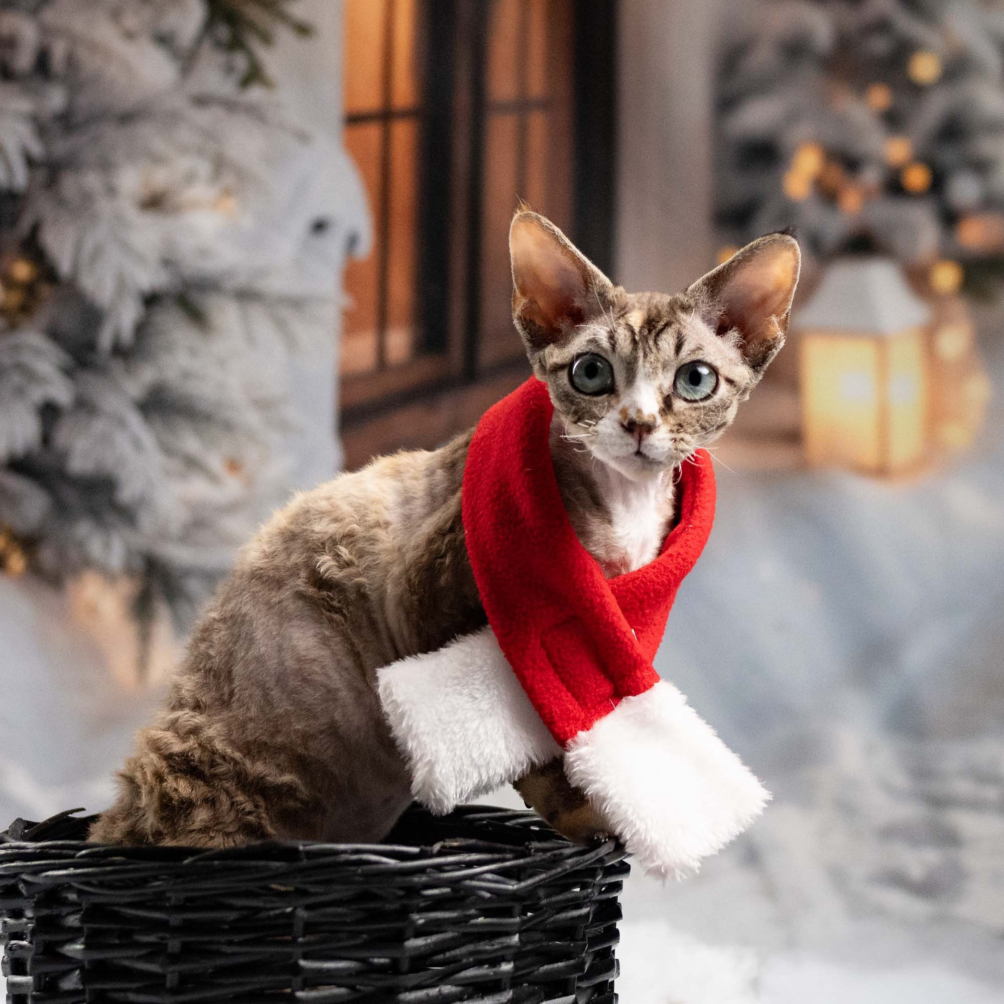 Kasia,  girl, born 07.02.2025. Devon Rex Pixie Cattery