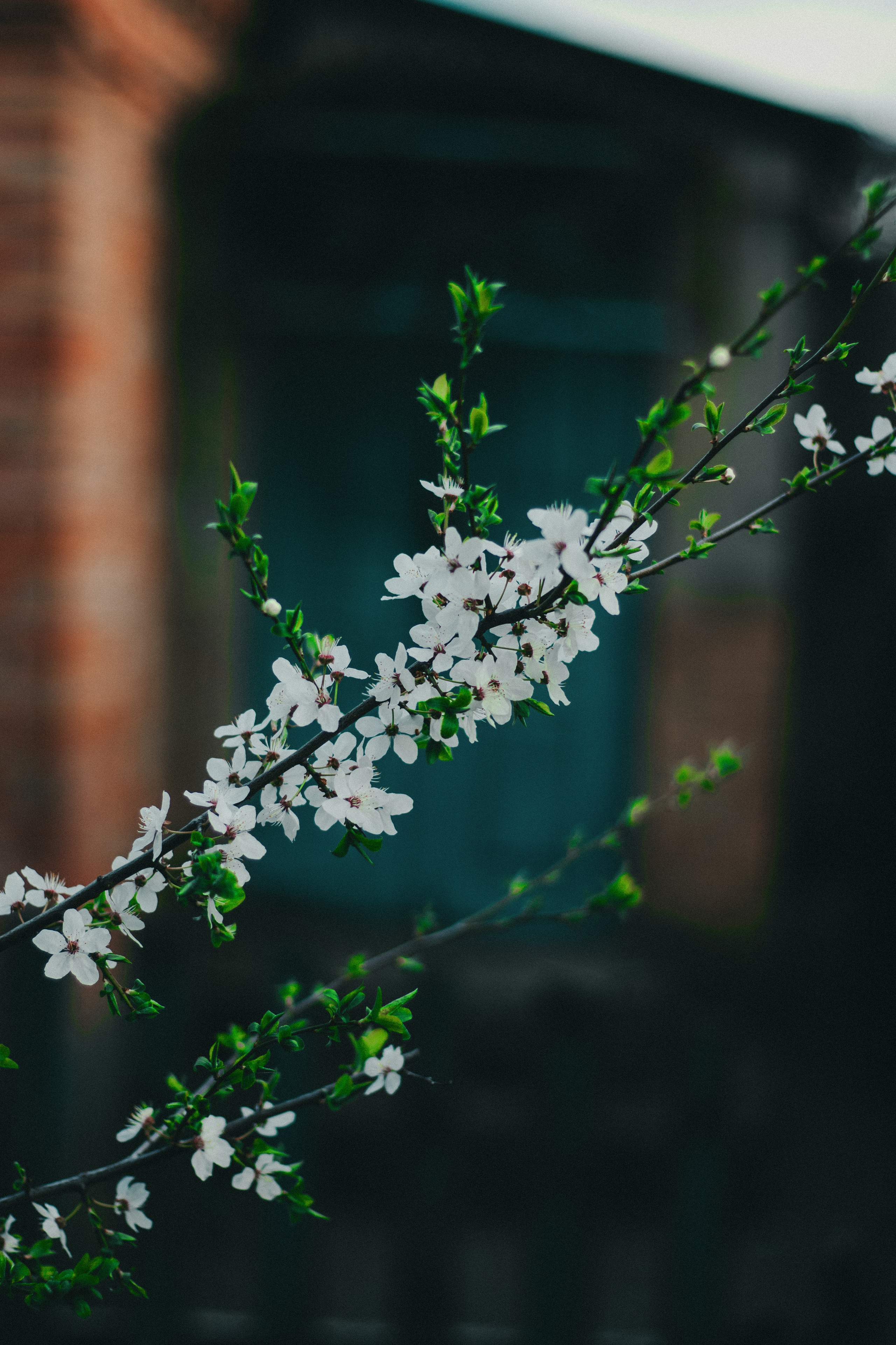 Фотосесія Тані. Фотограф | Відеооператор Нікополь Олег Ісаченко