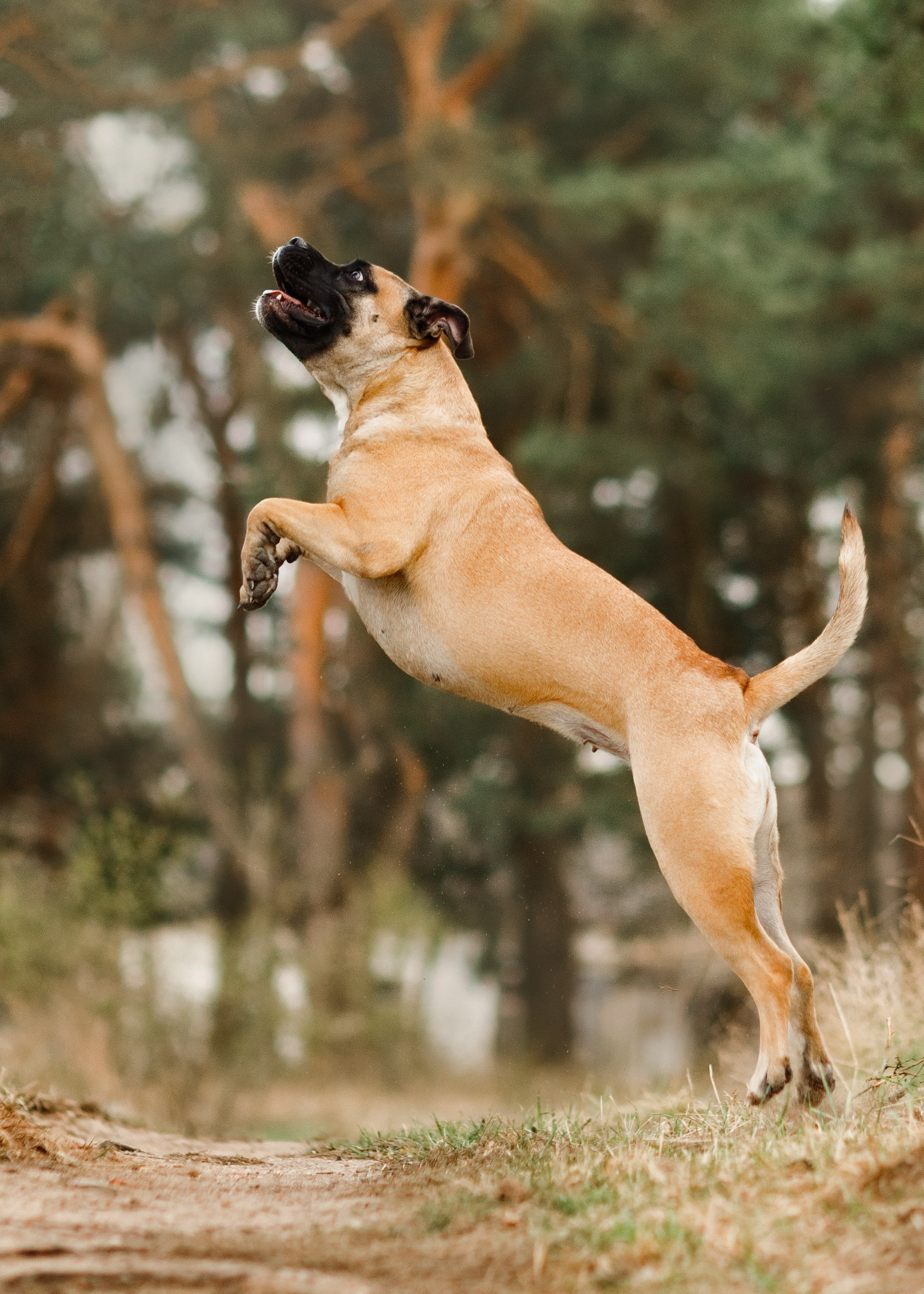 Spring ca de bou. Kaja | fotograf psów we Wrocławiu