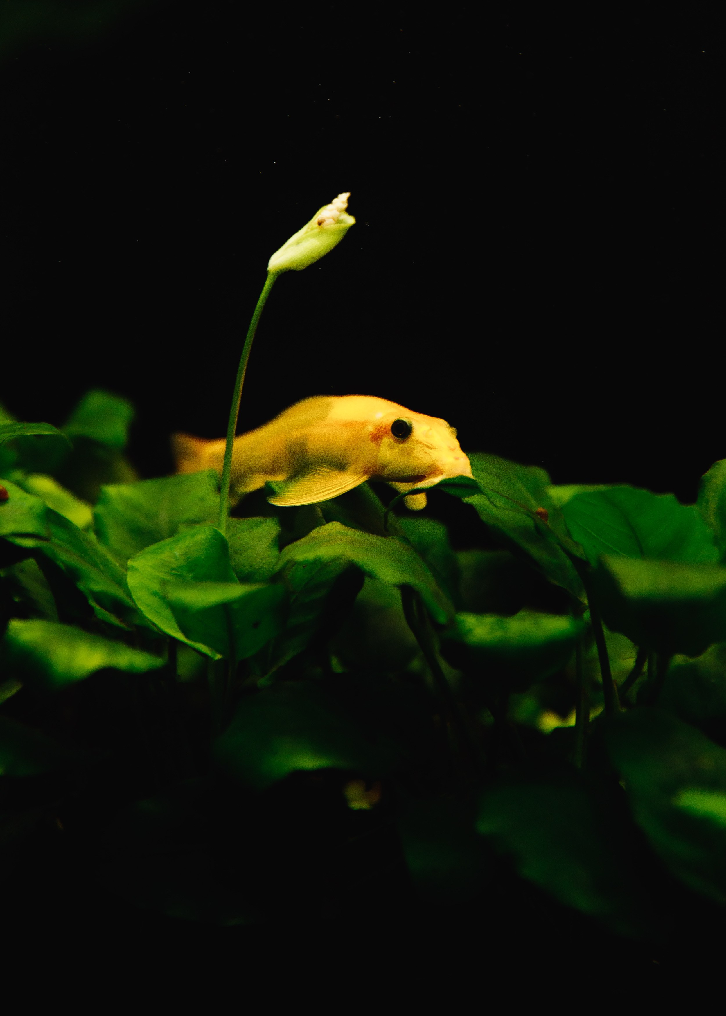 Botanical garden in Wroclaw. Kaja | fotograf we Wrocławiu | ludzie i psy