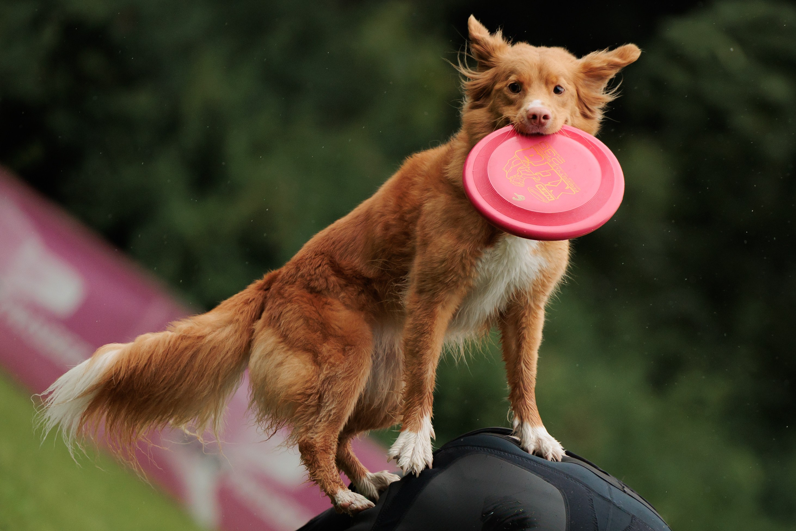 Latające psy, Wrocław'25. Kaja | fotograf psów we Wrocławiu