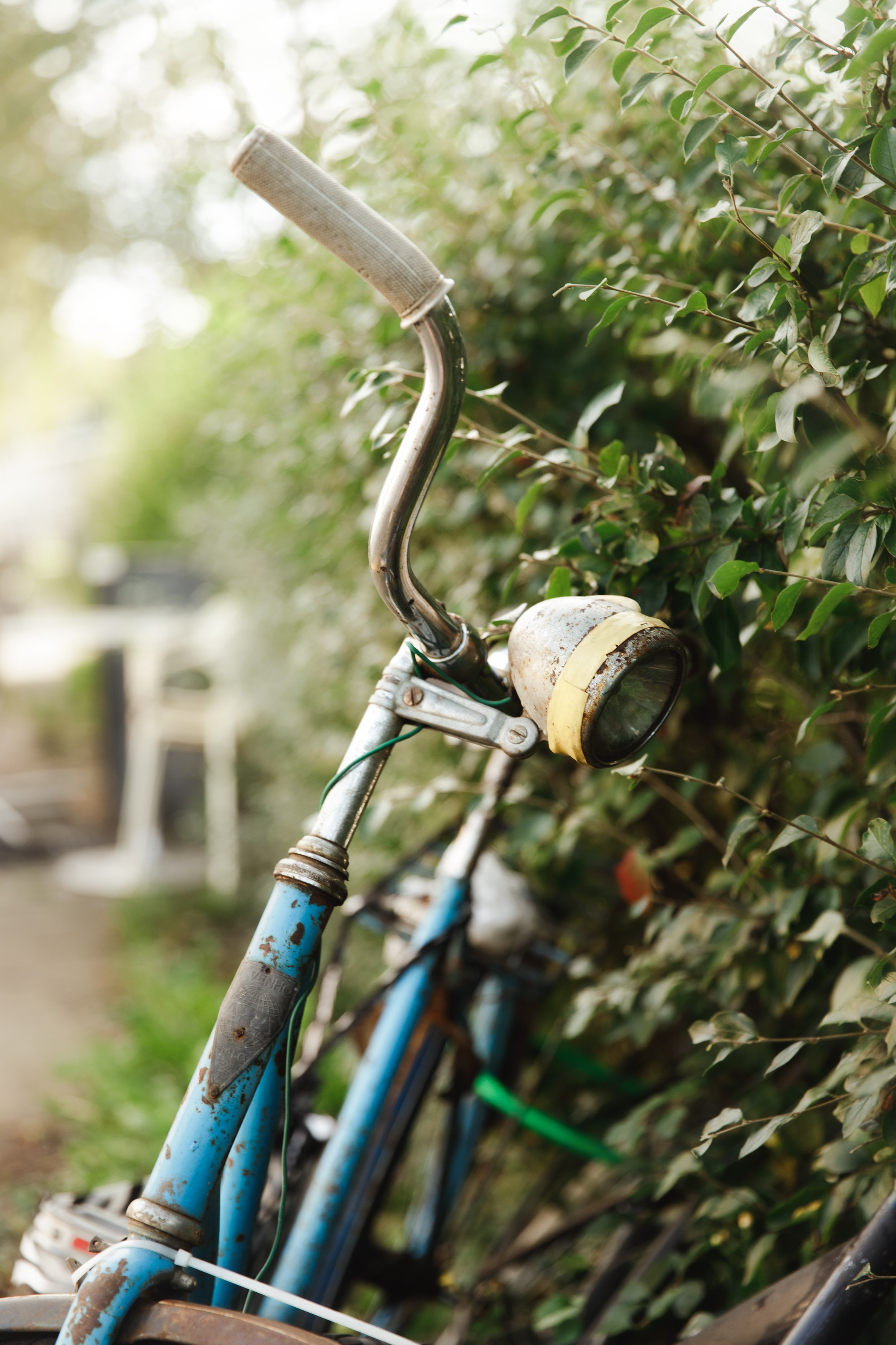 Turku. Kaja | fotograf psów we Wrocławiu