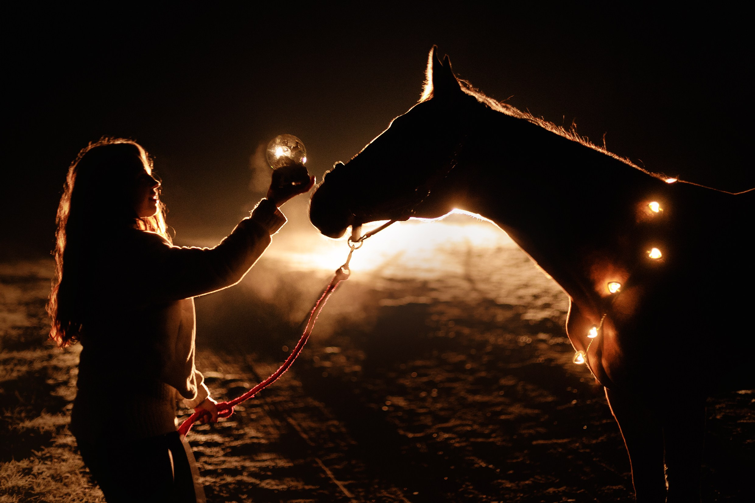 Aibike | winter. Kaja | fotograf psów we Wrocławiu